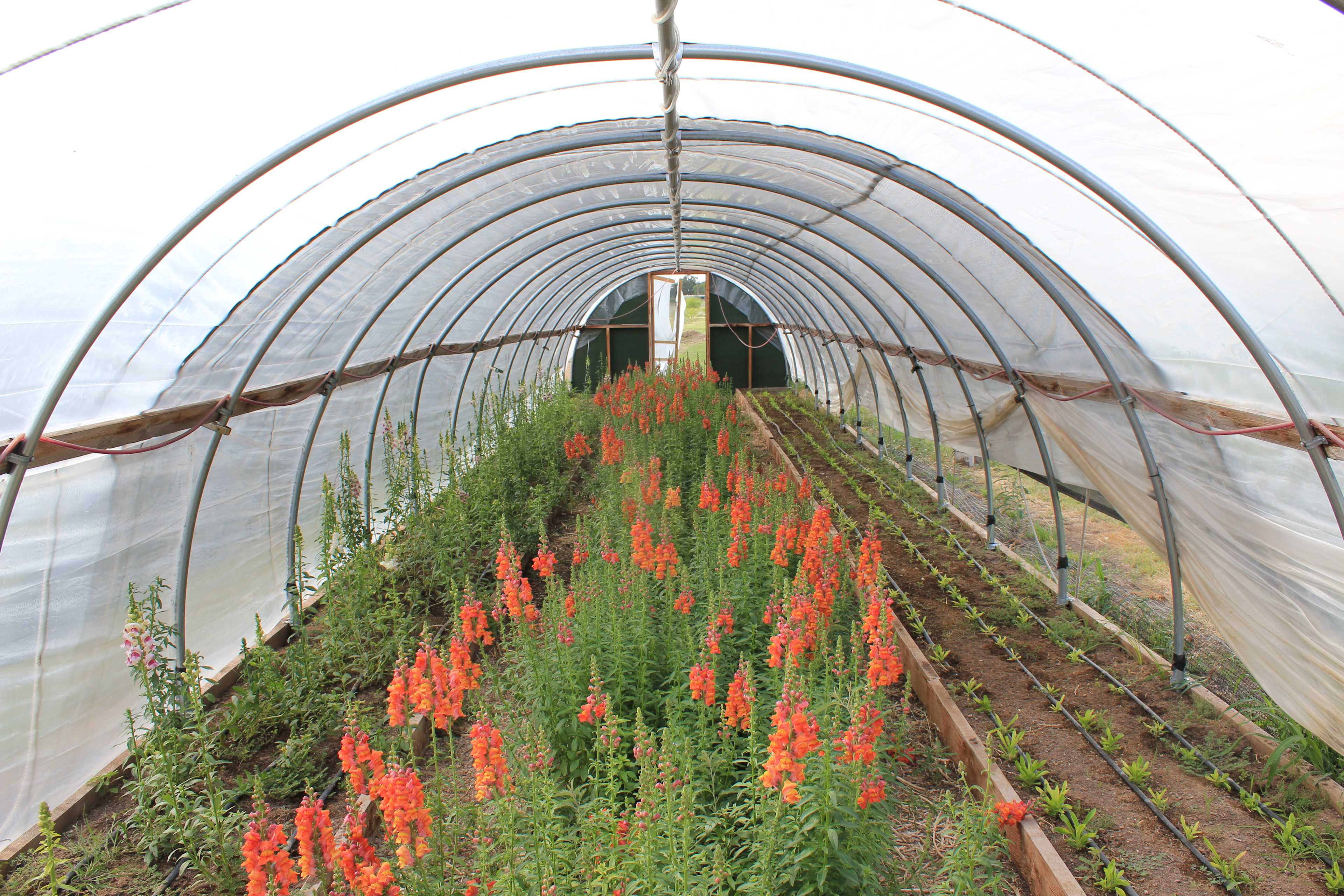 Prickly Pair Flower Farm