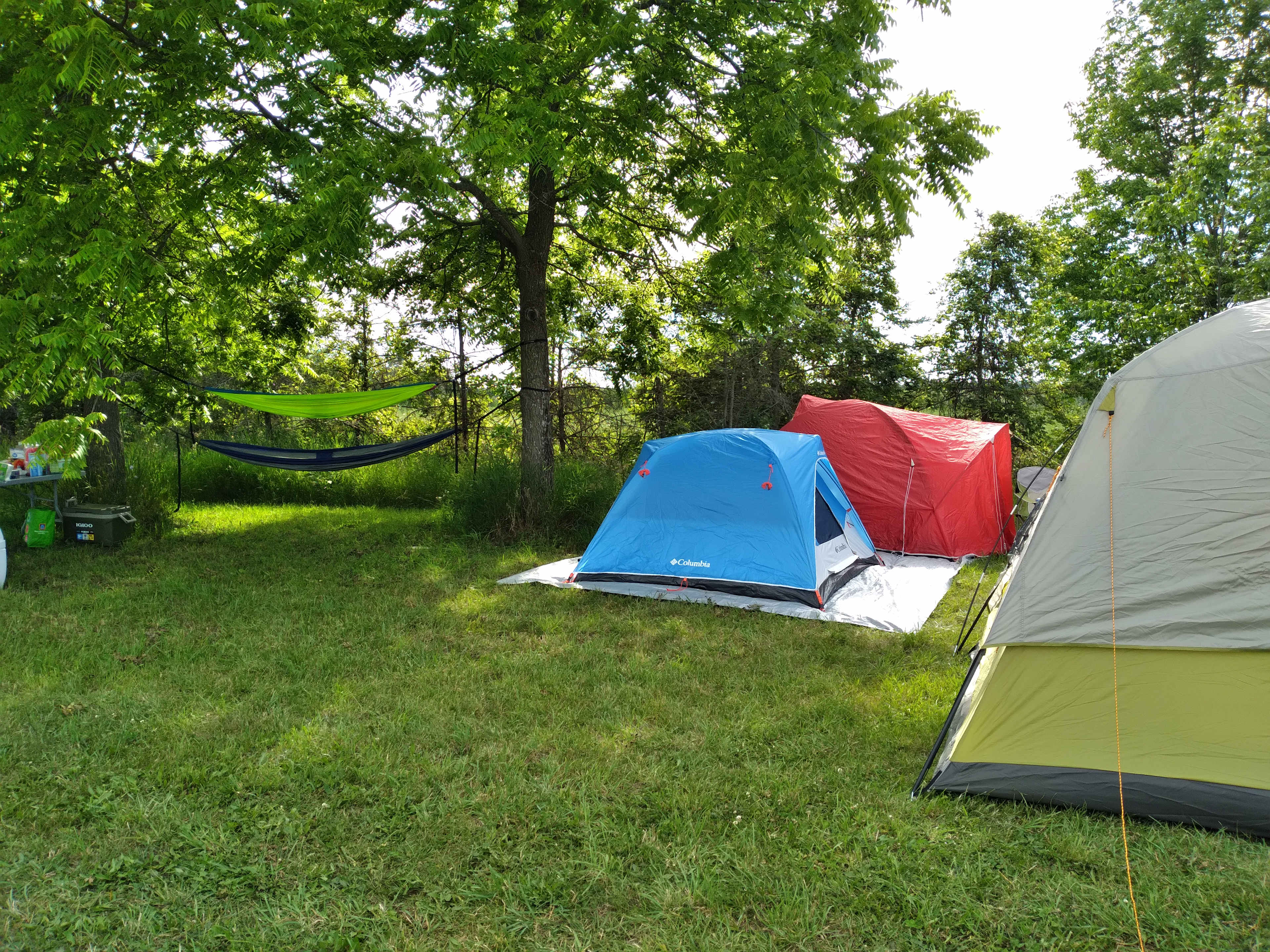 Great shade spot for hammock