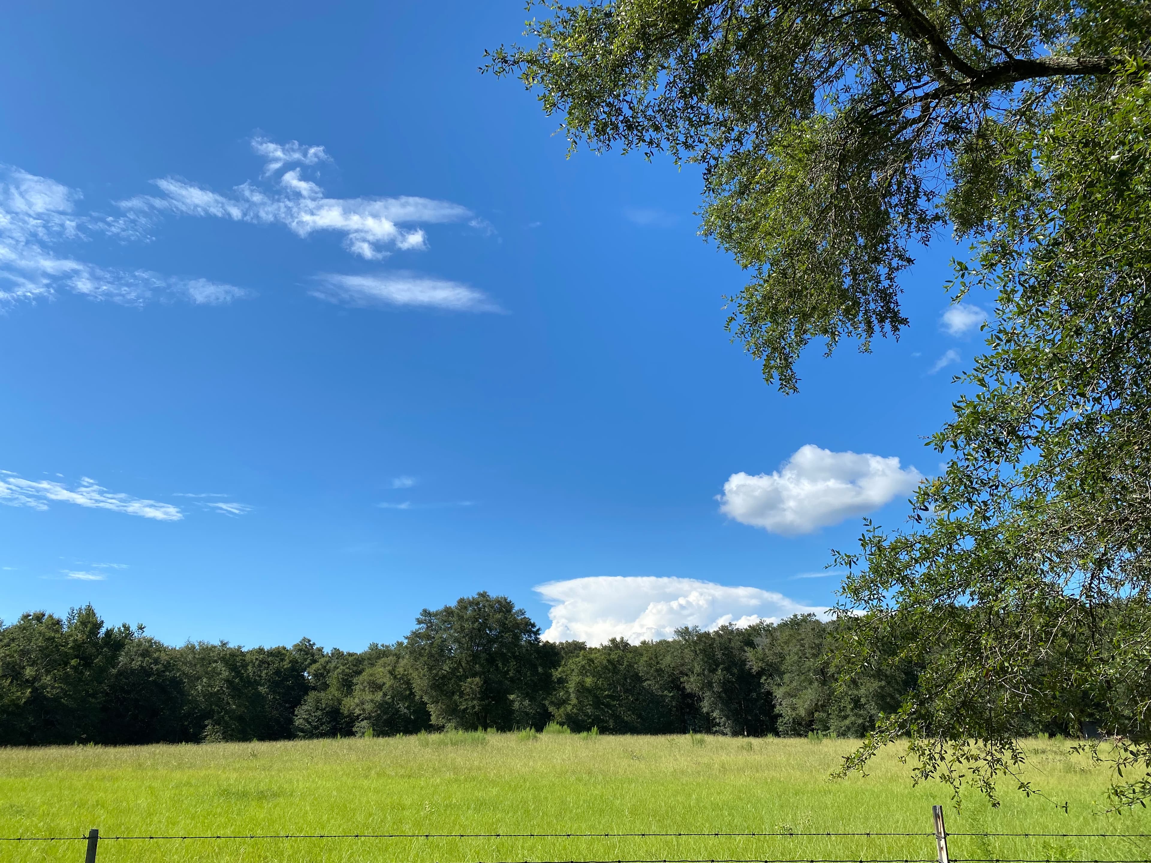 View of back pasture