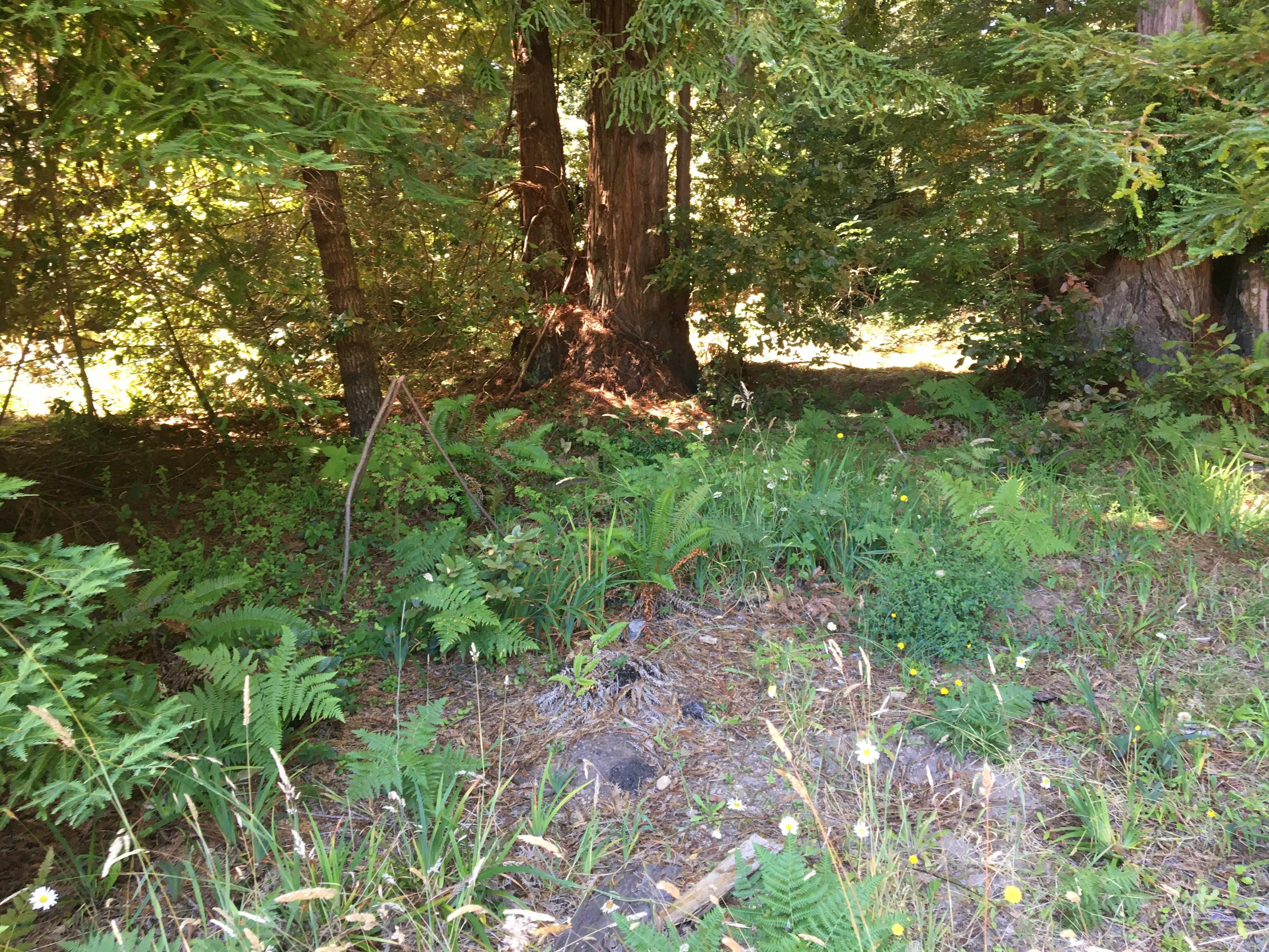 Meadow Farm & Forest