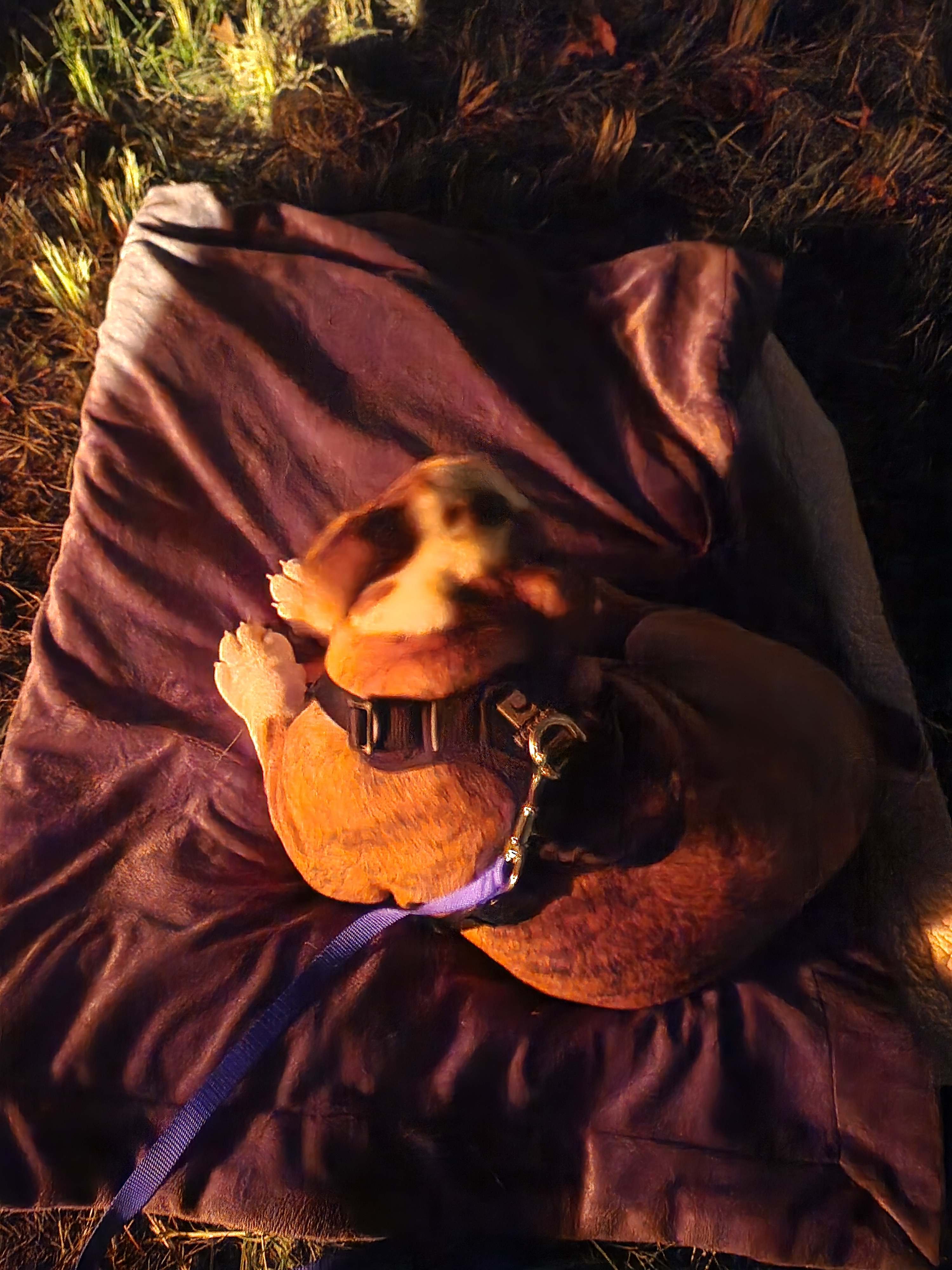 Very sleepy puppy from exploring all the private land and pond