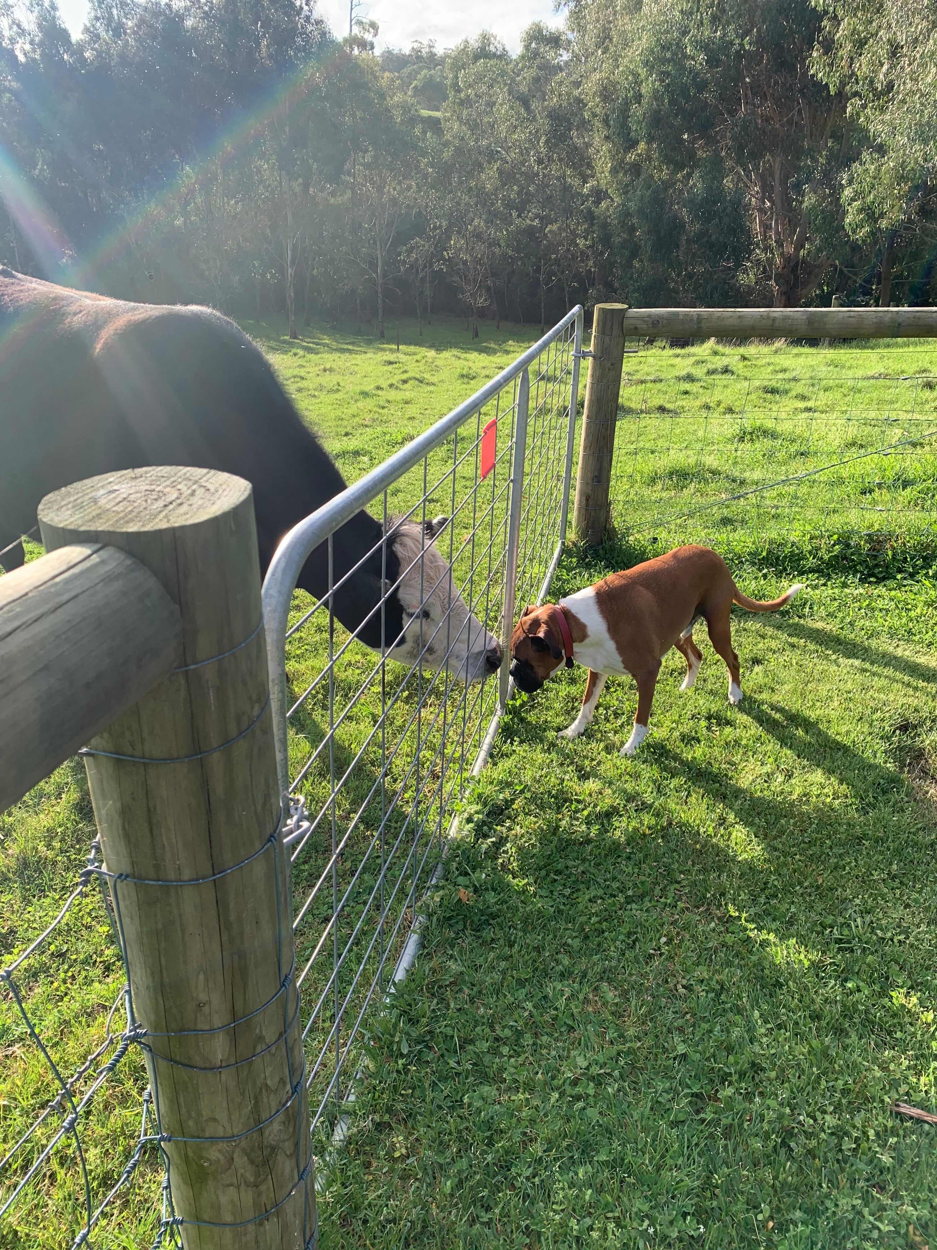 Our Boxer Koda getting acquainted with one of our Black Angus Steers.