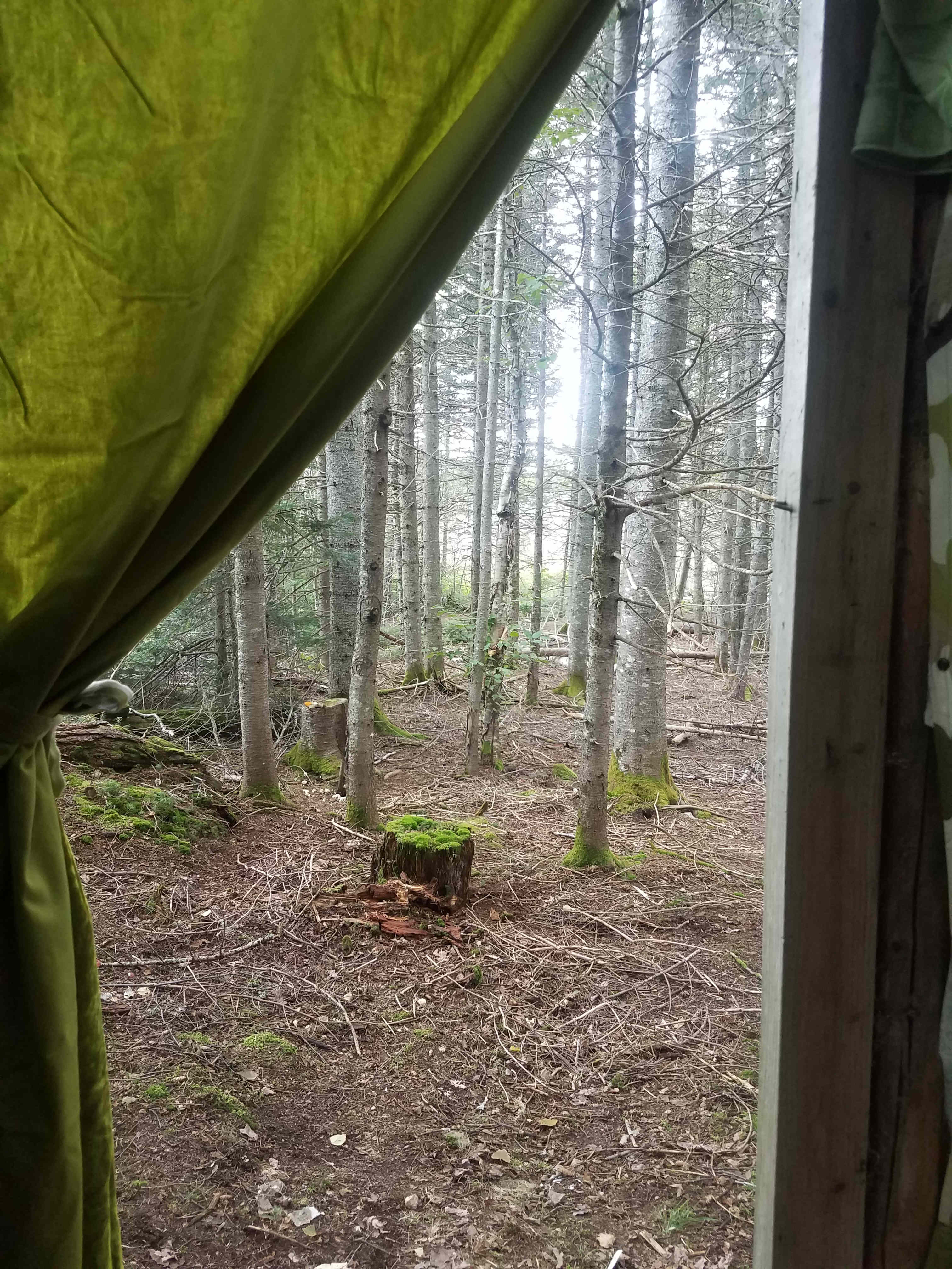 View from the throne