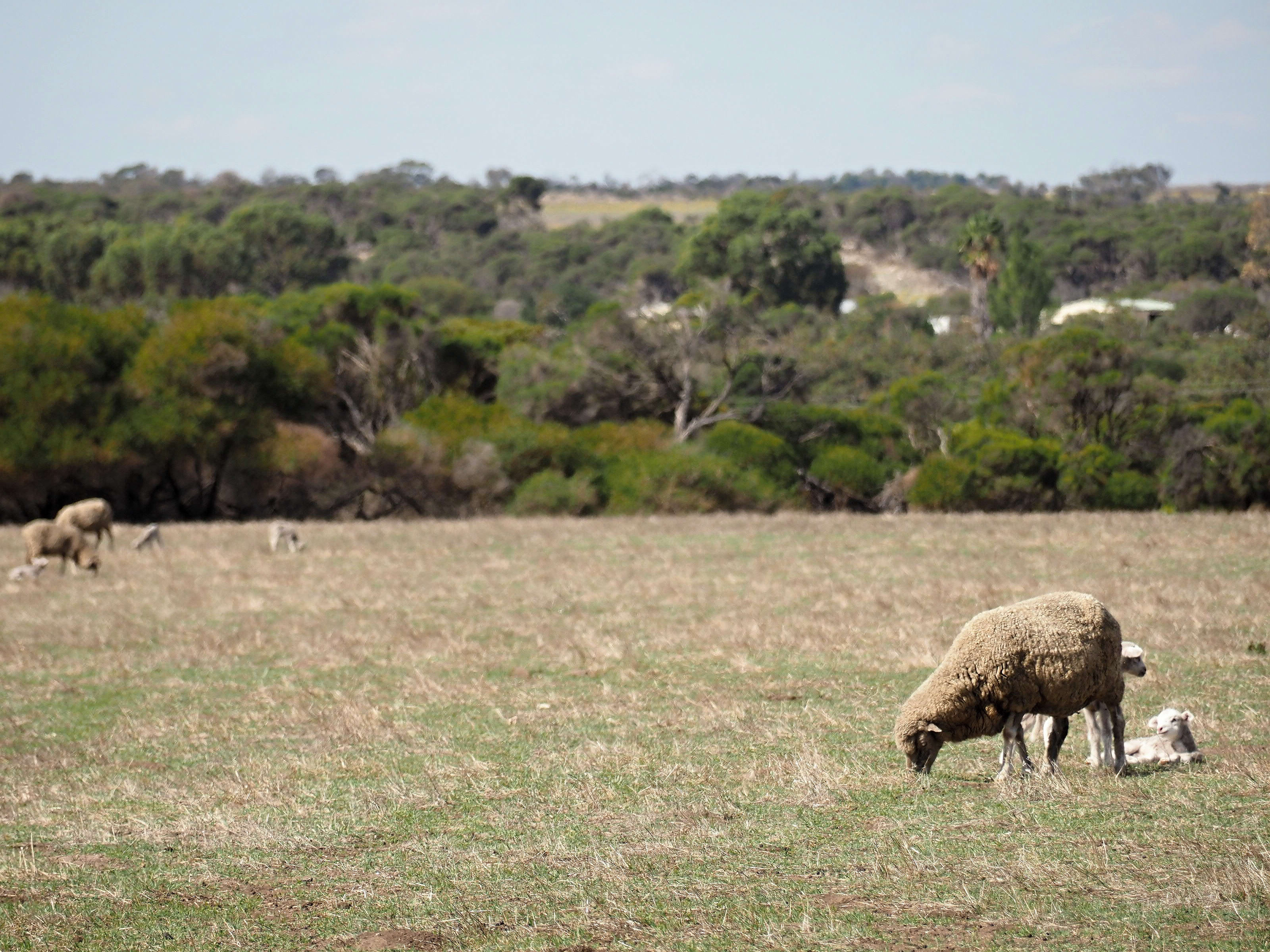 Sheep on site