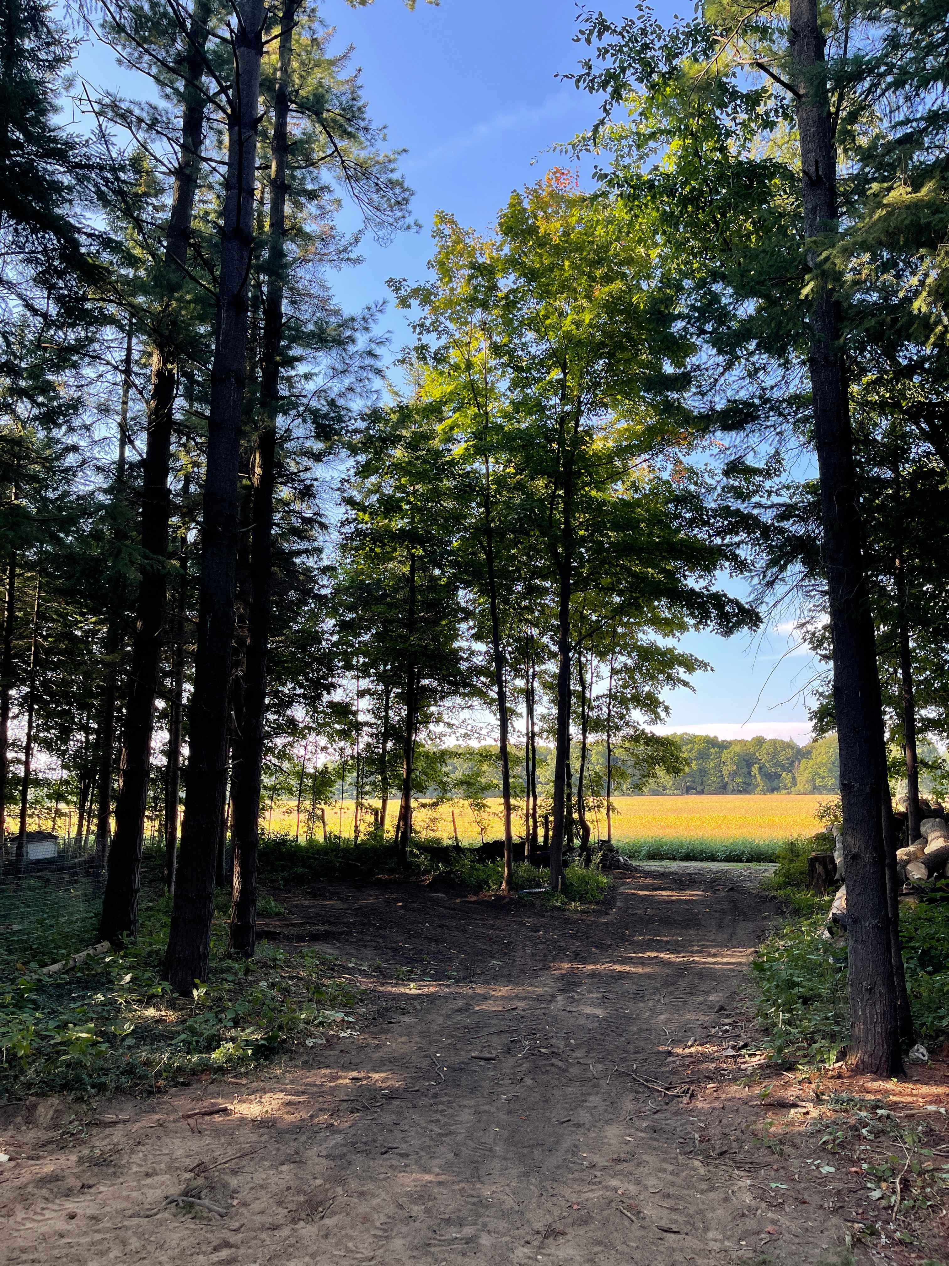 Picture of the site