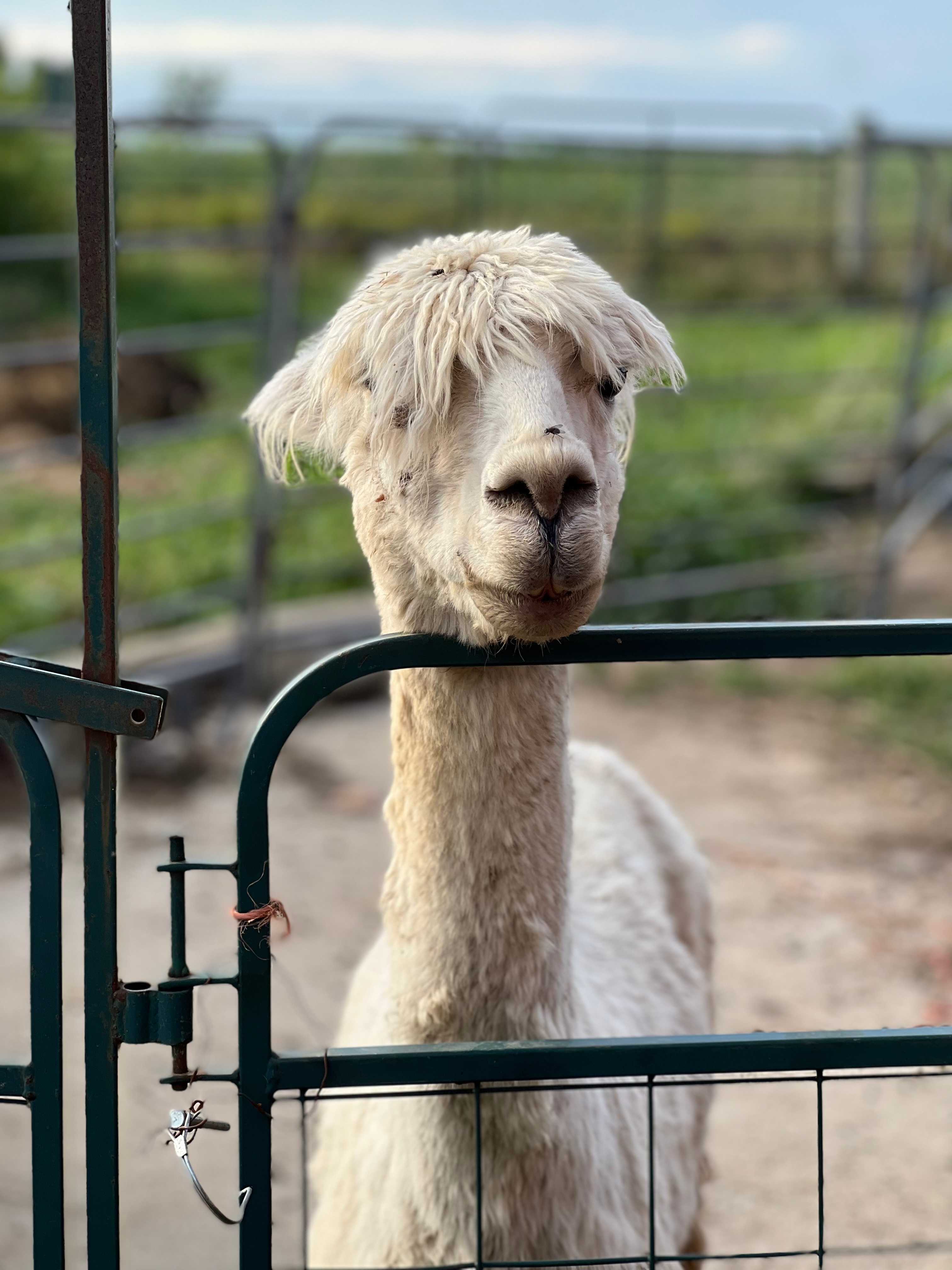 Heritage Farm Stay Adventure