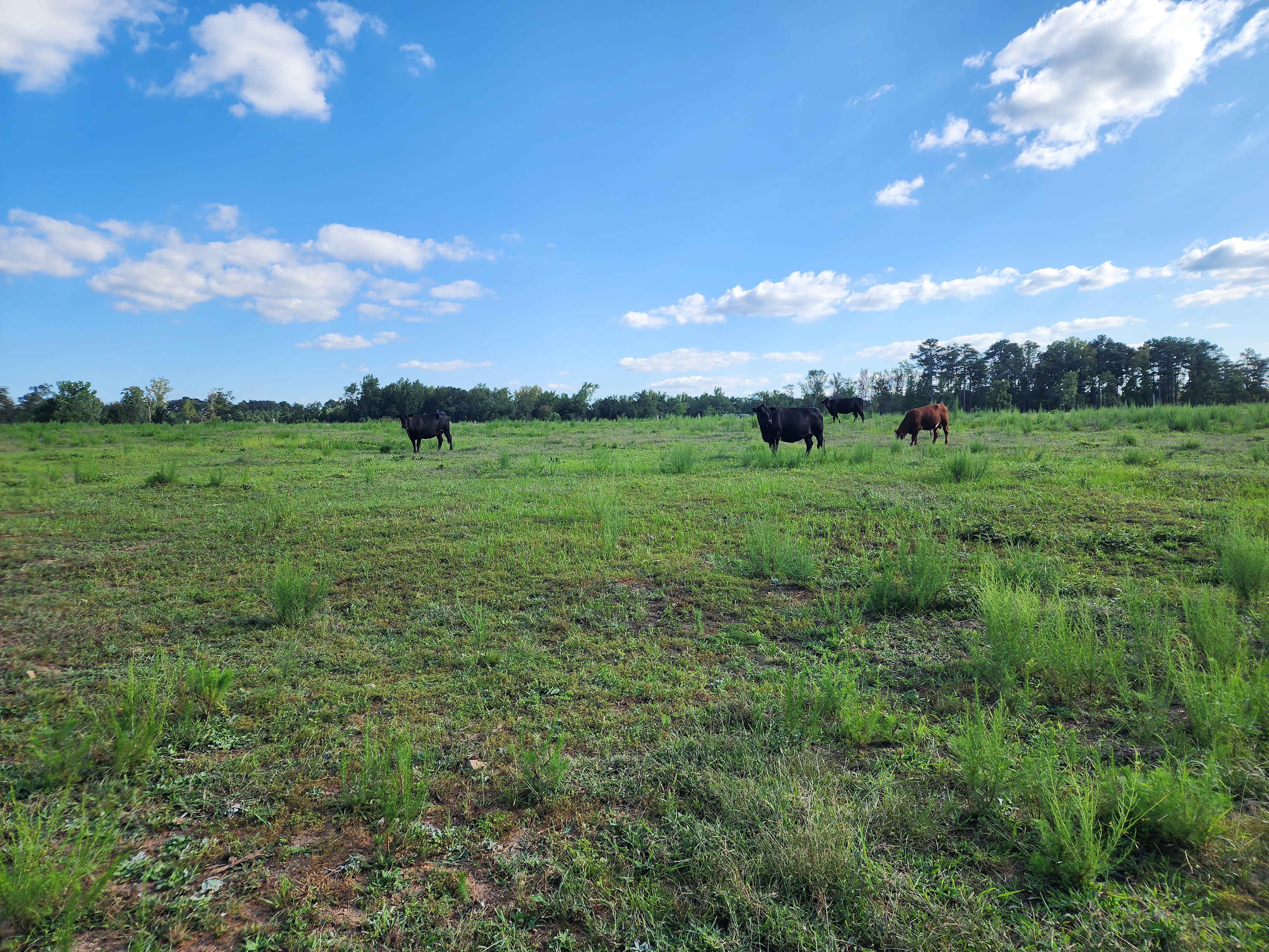 BNB Farms