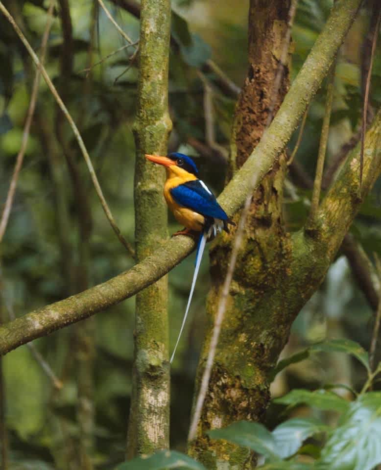 Paradise kingfisher, or buff-breasted kingfisher migrates from New Guinea October for the breeding season and returns to New New Guinea April/May. 