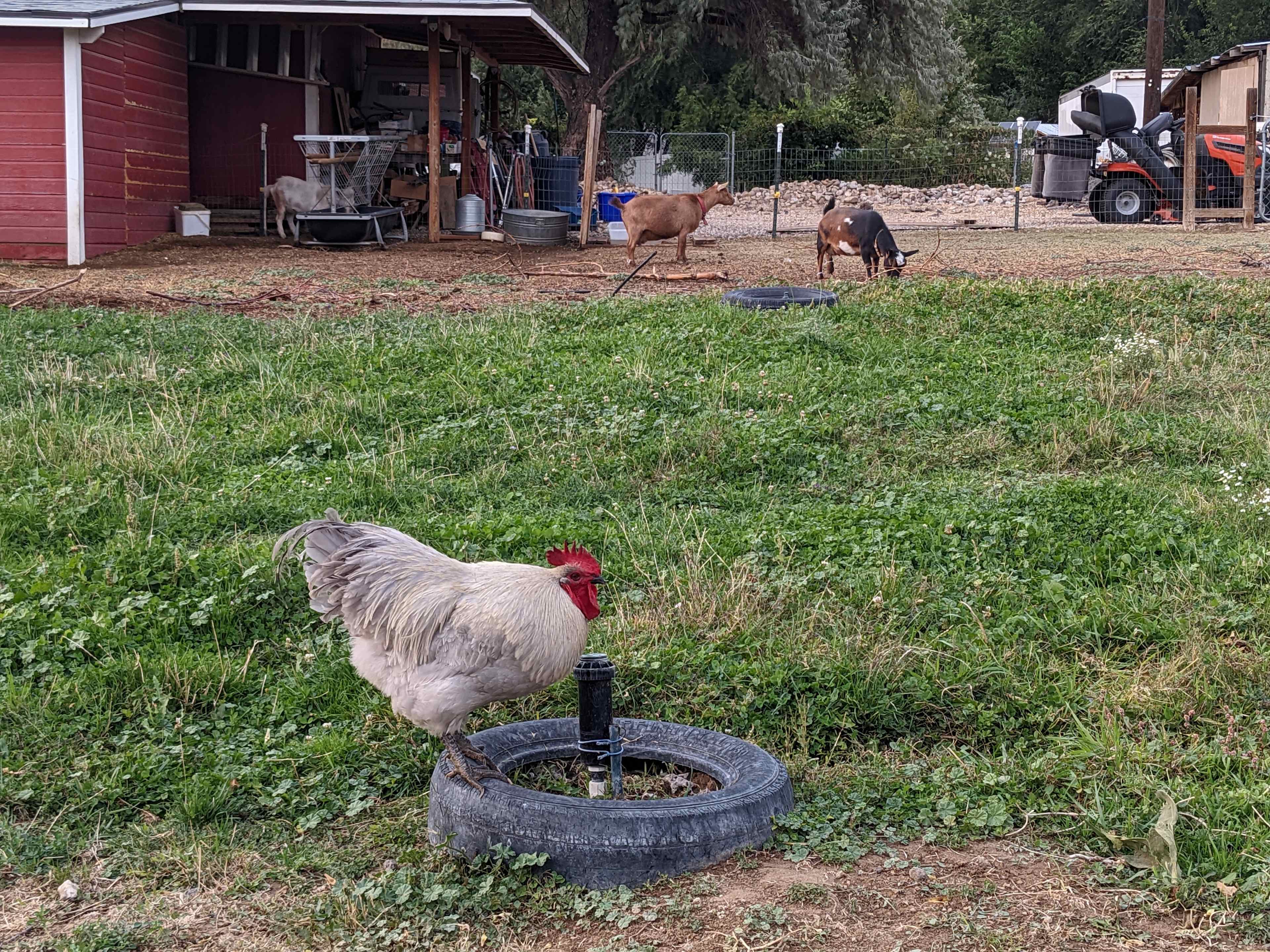 Rex & Cate's Hobby Farm