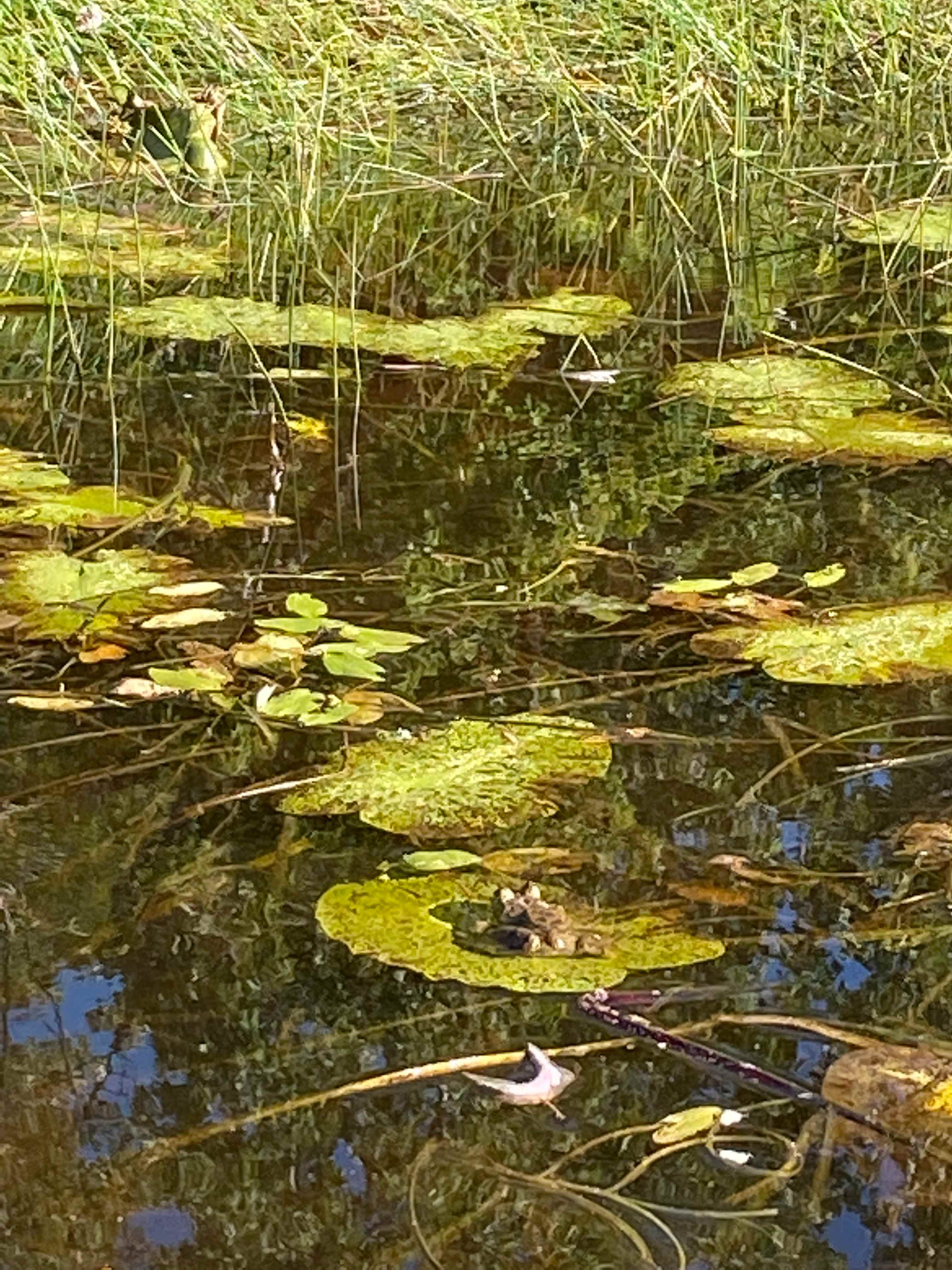 Frog on a Lilly pad 