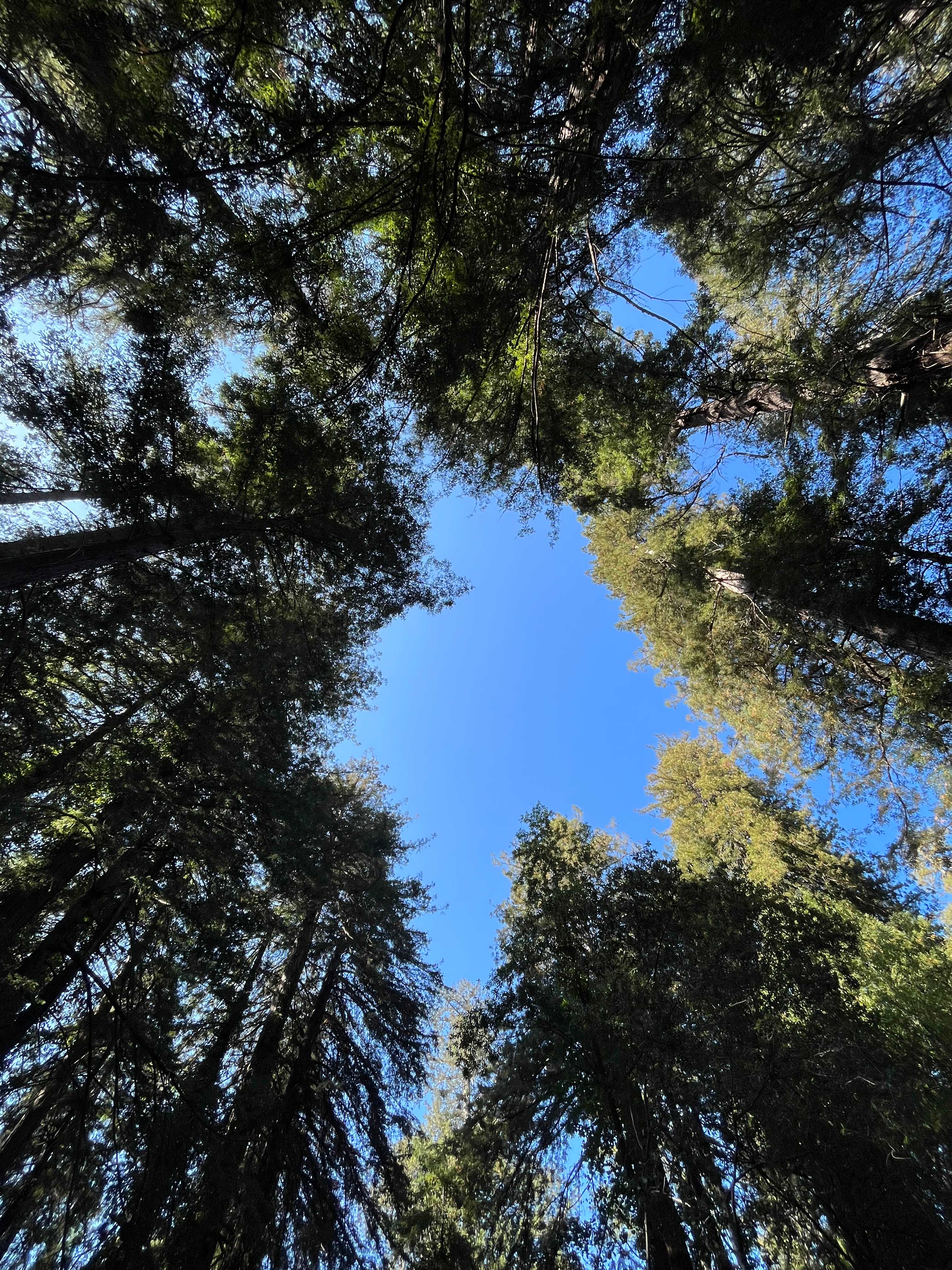 The view outside the tiny house looking UP
