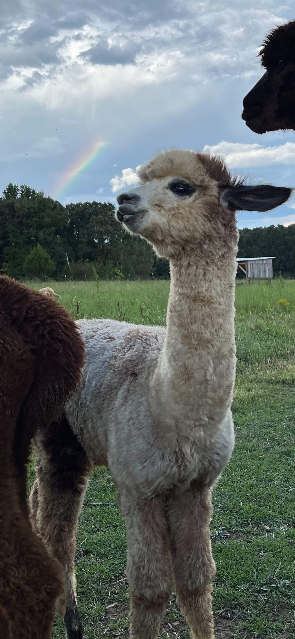 Adora, under the rainbow 