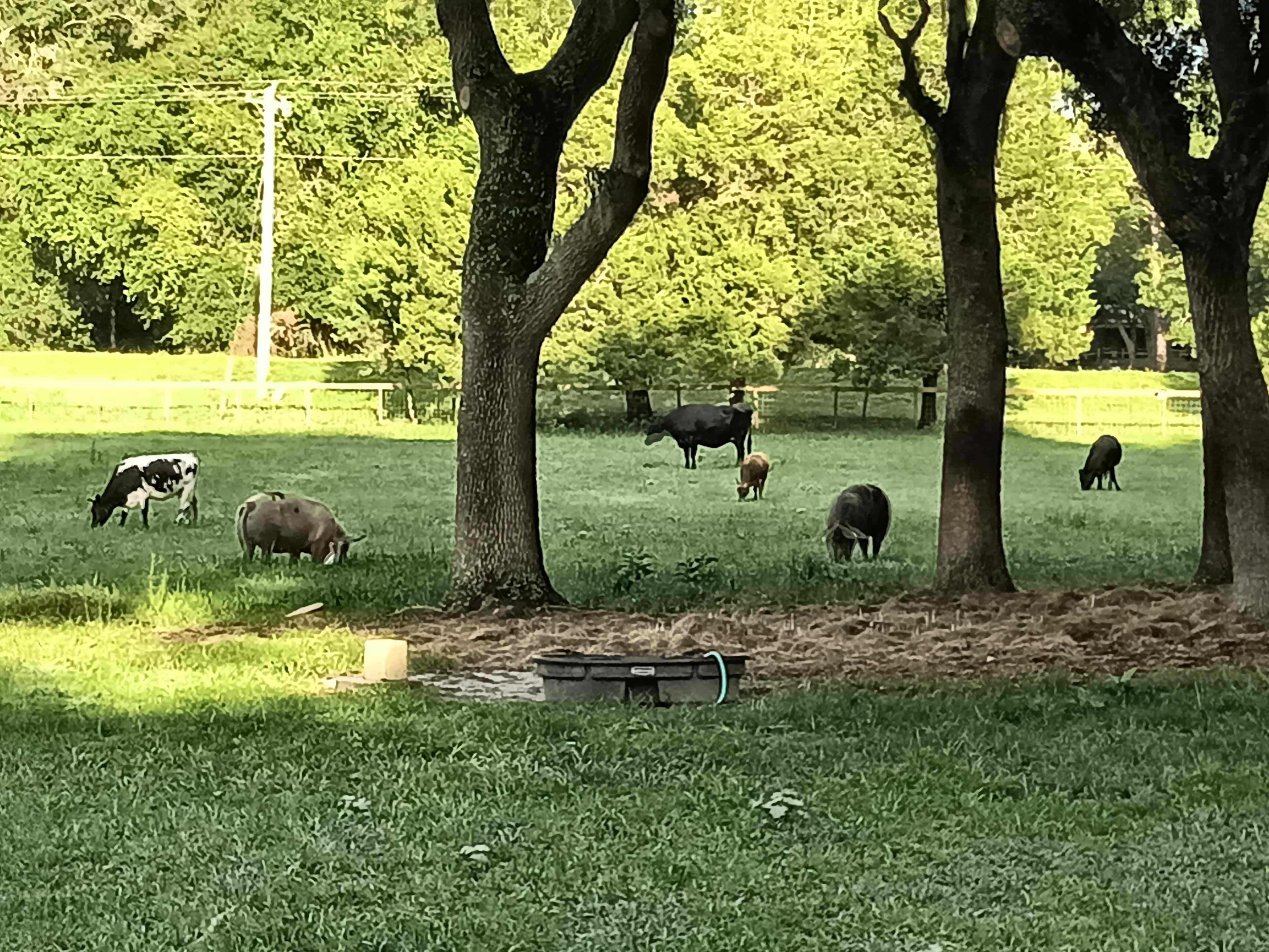 the animals