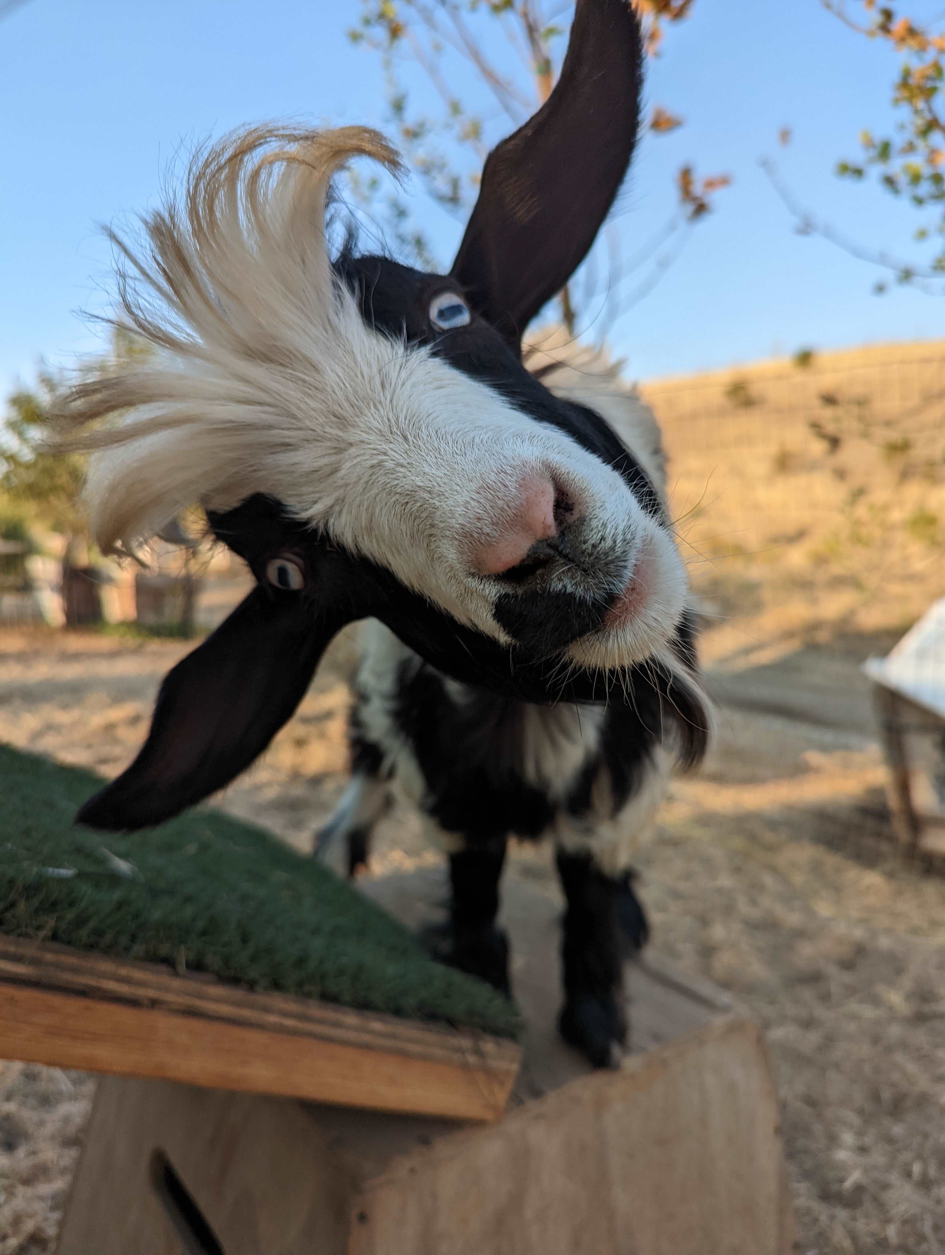 MooBahNeigh Gardens