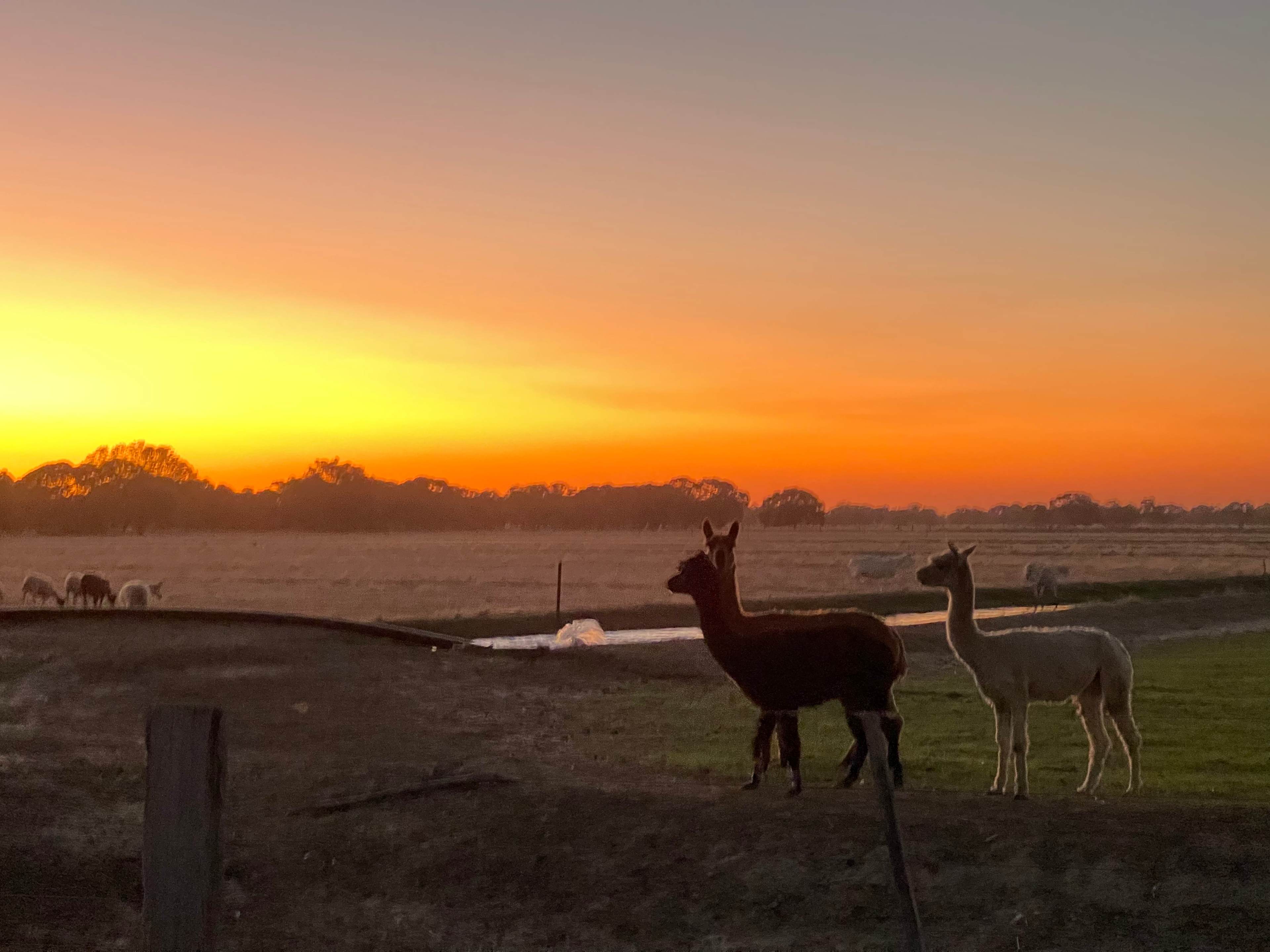 Tom’s Run Alpaca Farm