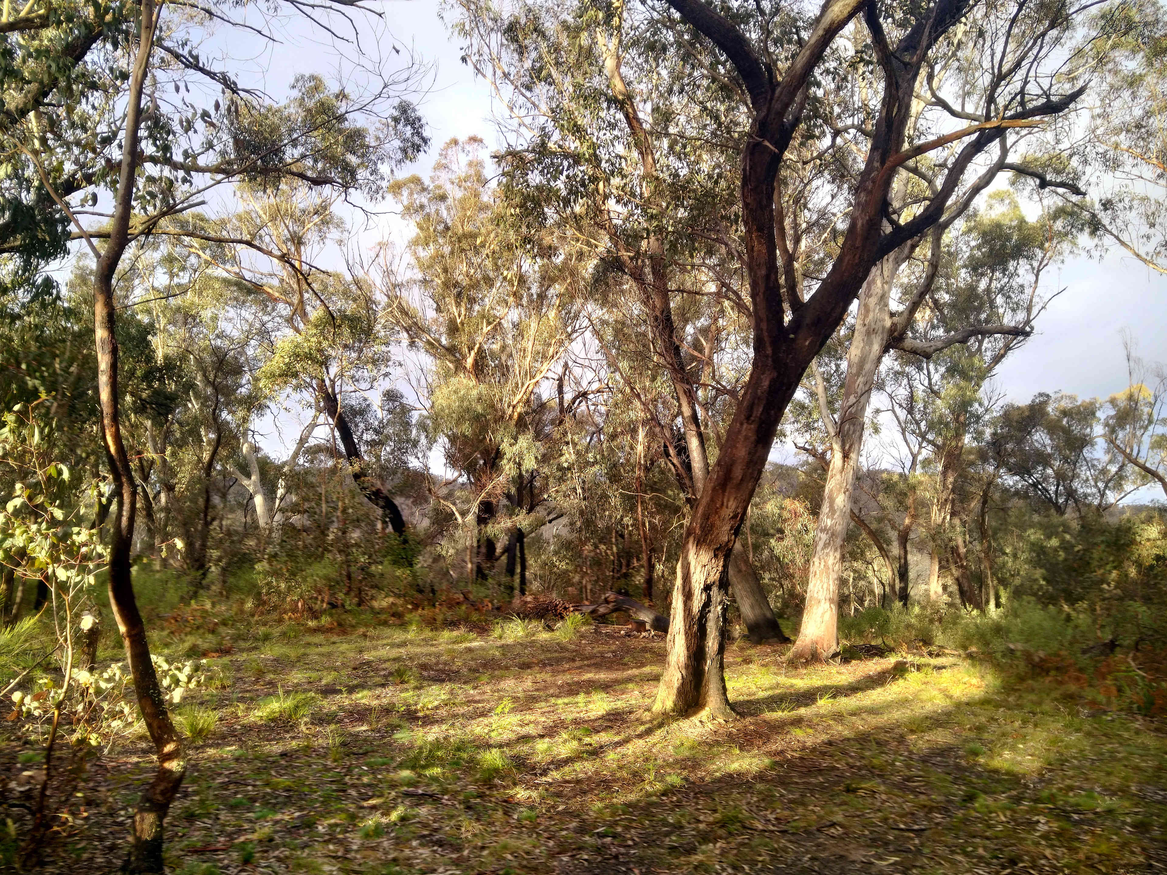 Facing the wild Wombeyan Hills east basking in evening sun glow.
