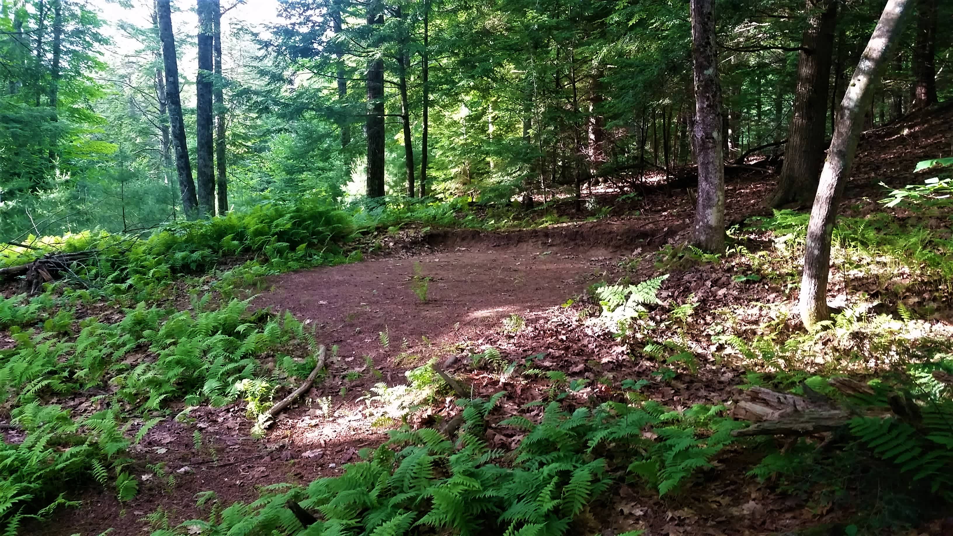 Site 2, a short walk into the woods