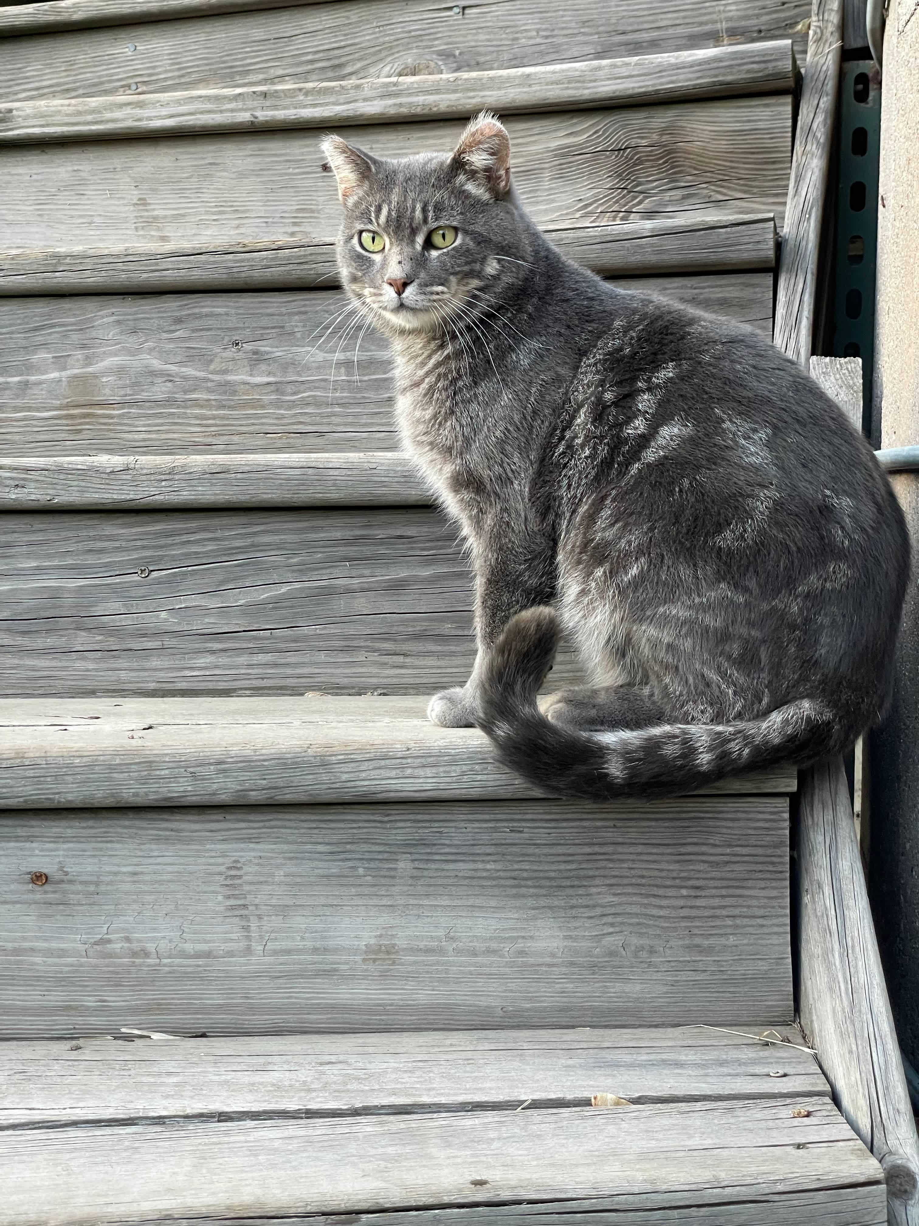 Odin the farm cat.