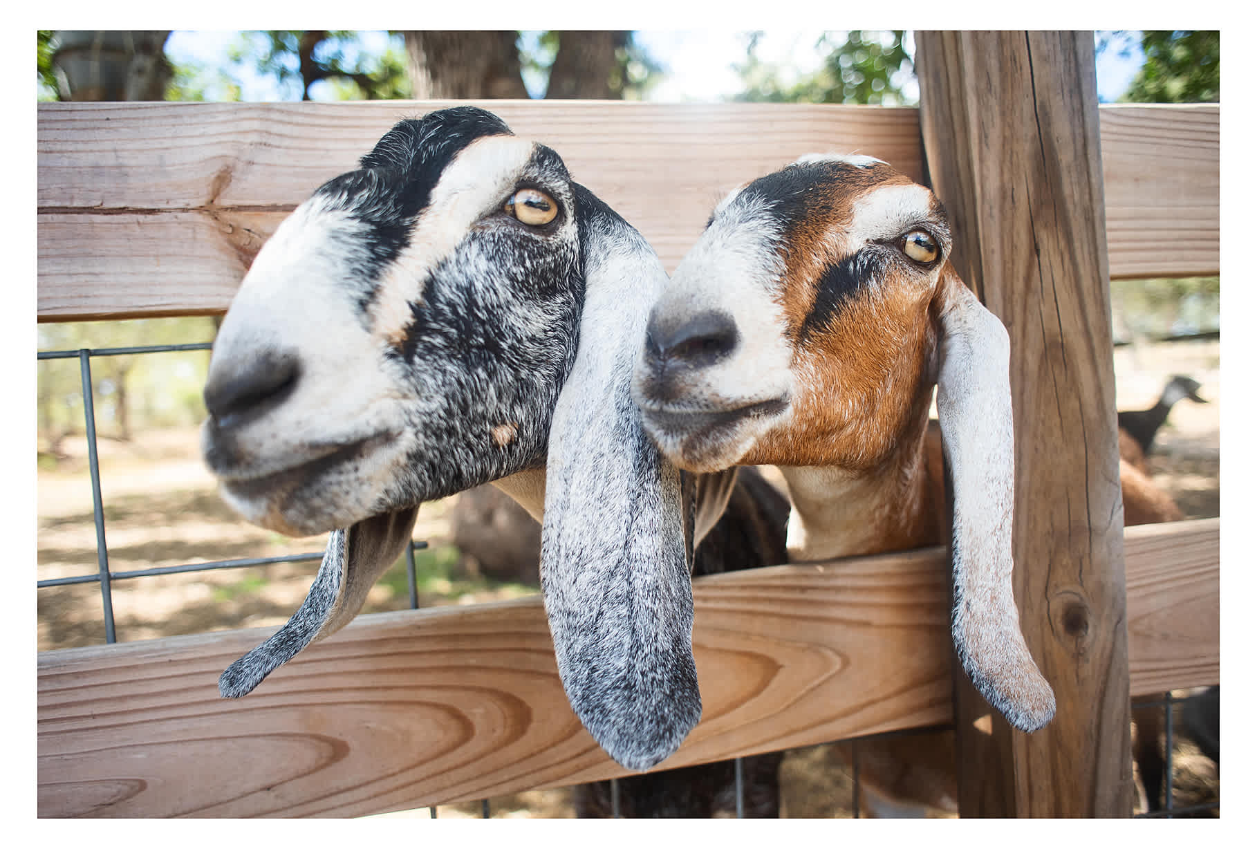 Mockingbird Farms