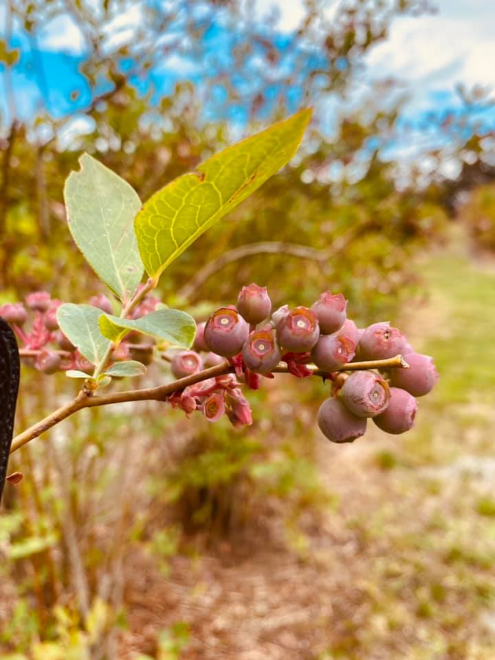 Secluded Konda Blueberry Farm