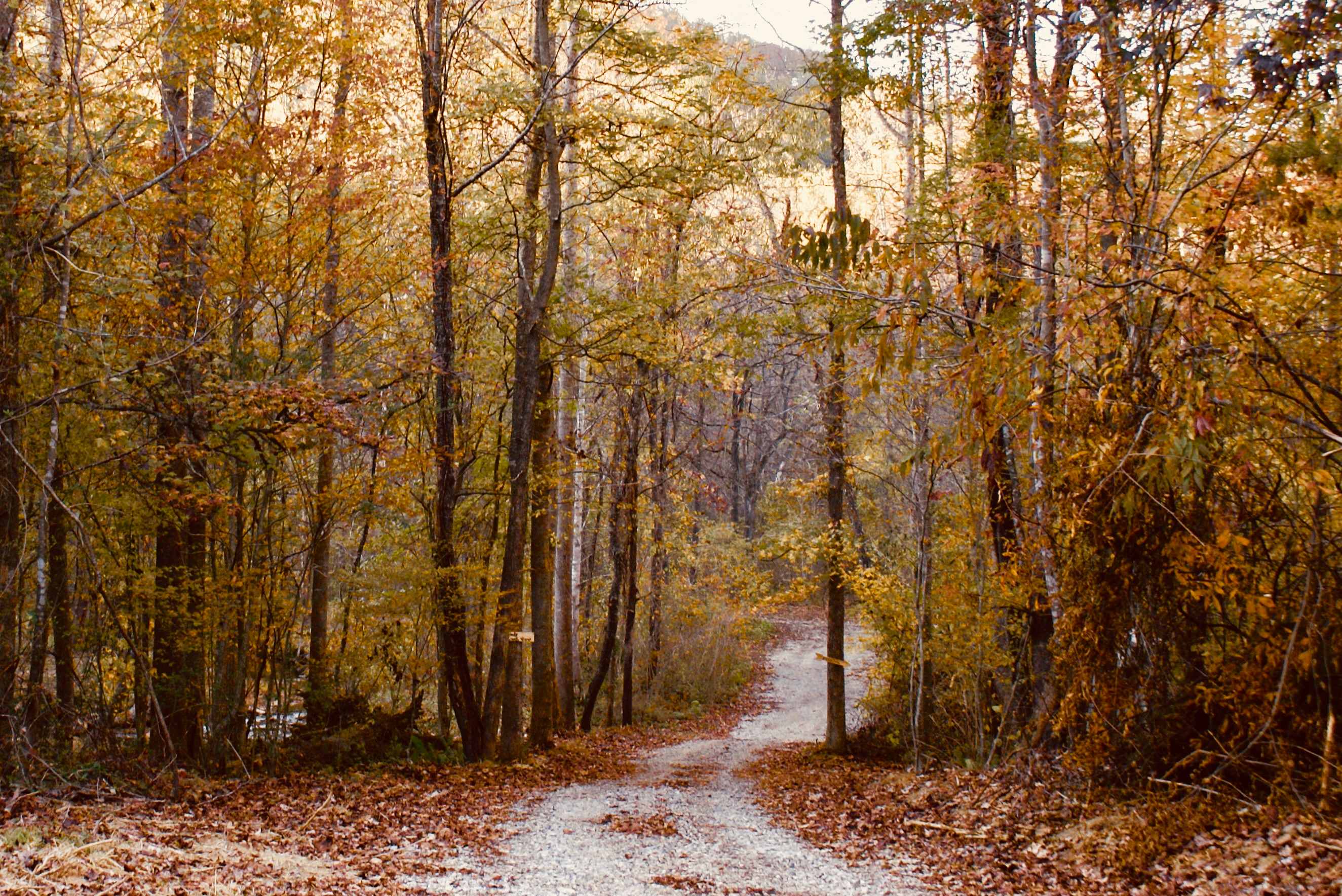TangleWood Creekside Campsites