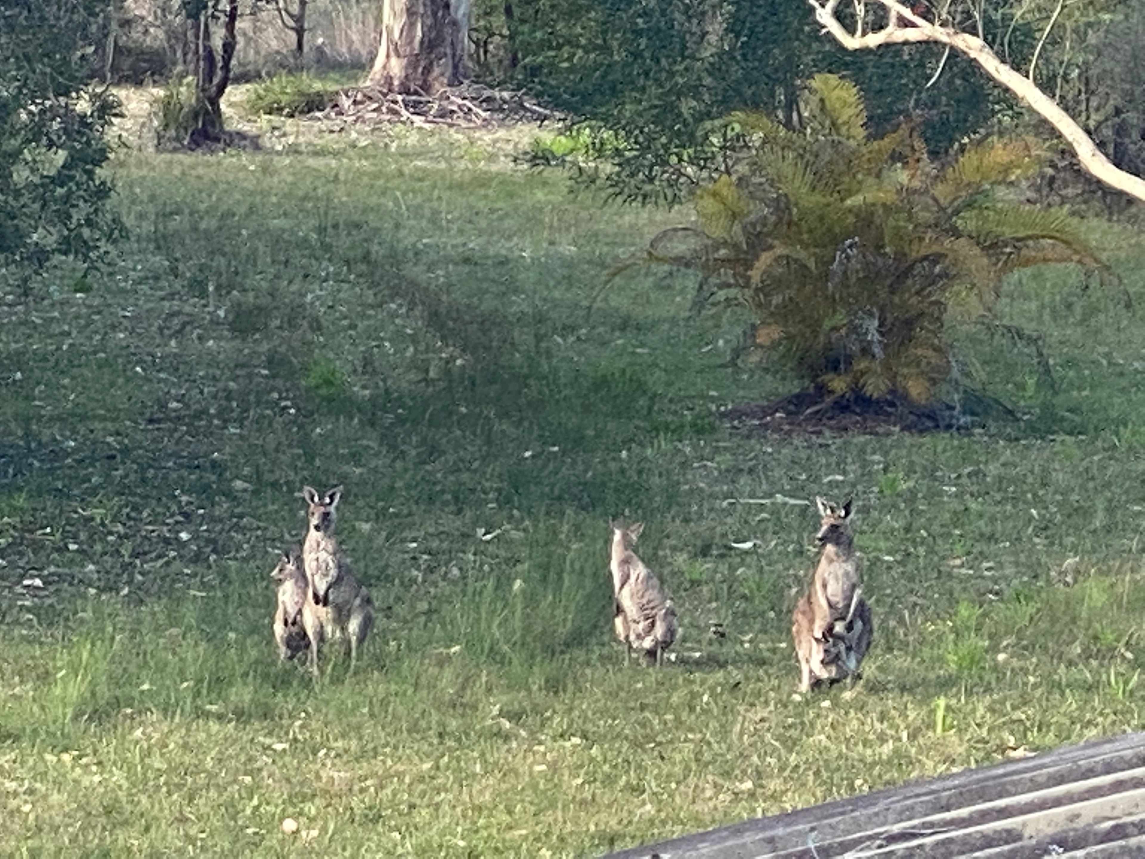 Local visitors with joeys in pouch