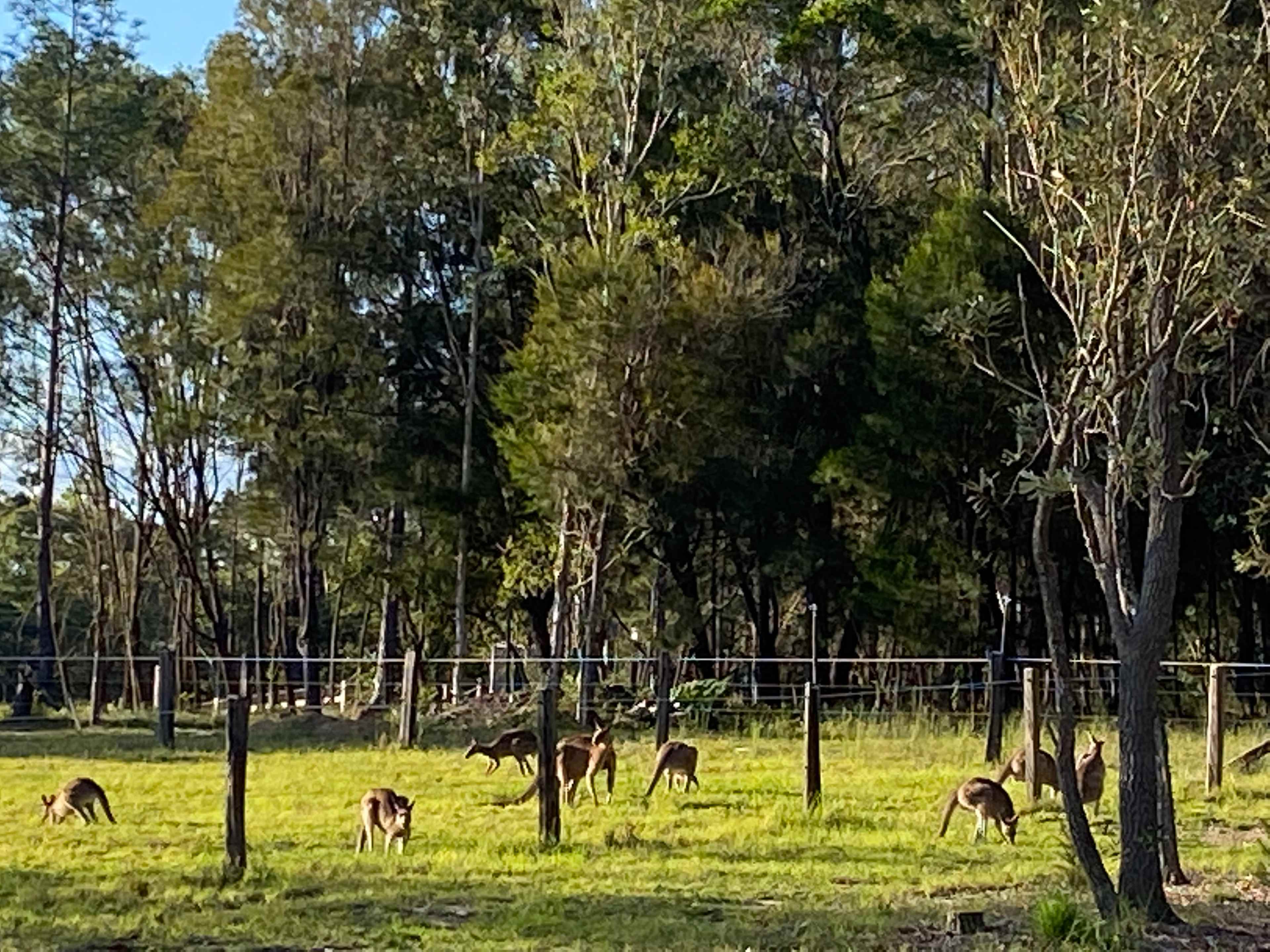 Amaroo Acres