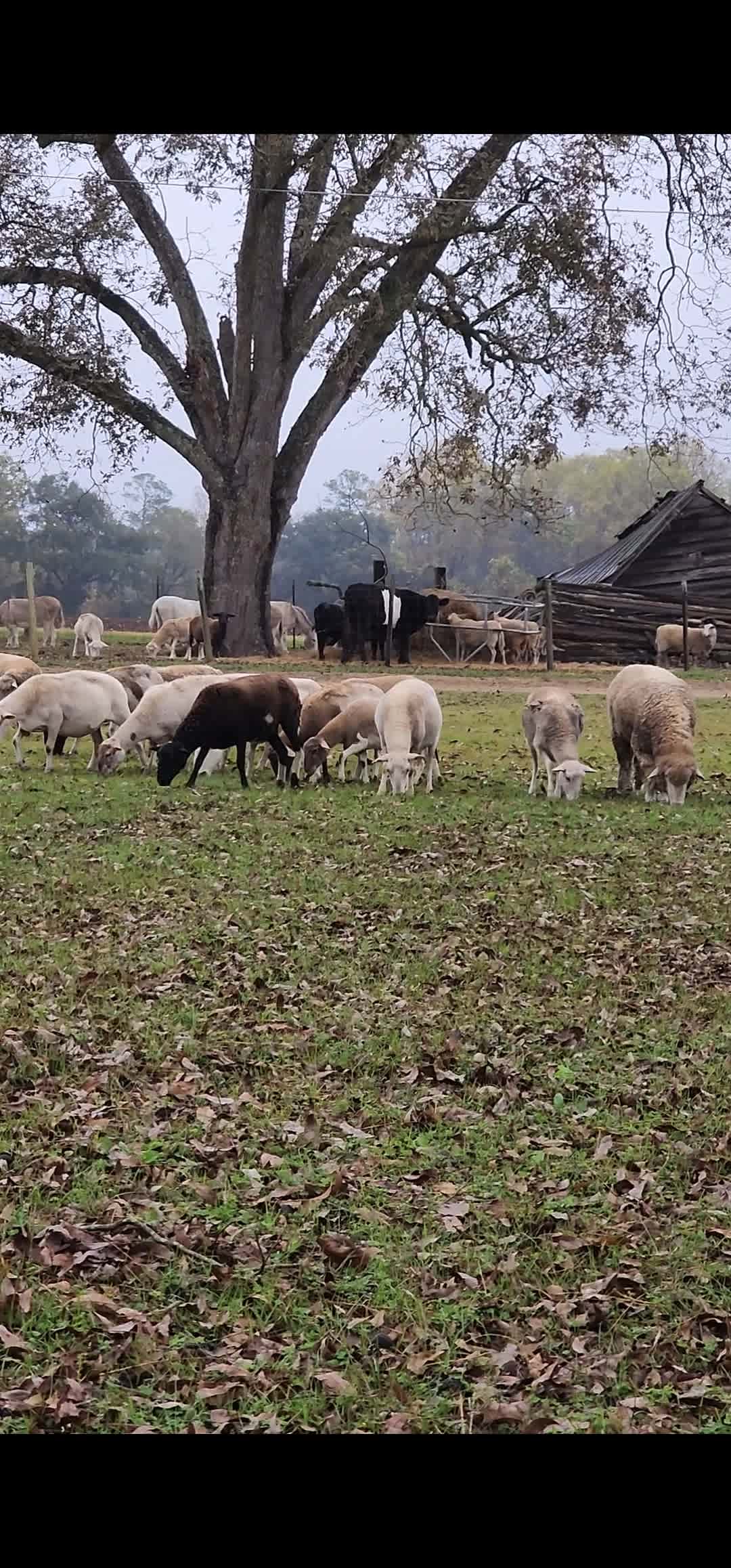 Pecan Orchard