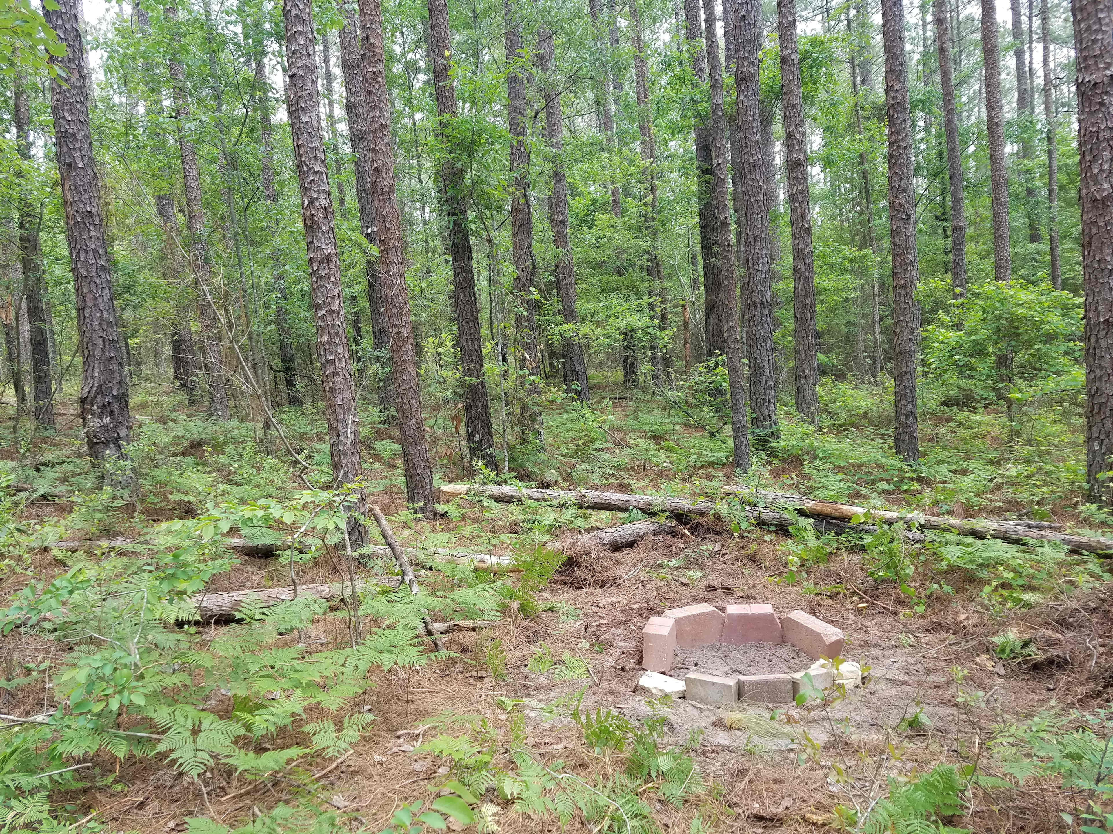 The Pine Cove Campsite fire ring. This campsite is surrounded by a diversity of native plant species, predominantly forbs (such as Bracken Fern & Cat Bells) and grasses (such as Wiregrass and Georgia Beargrass) with a Loblolly and Slash Pine canopy. 
