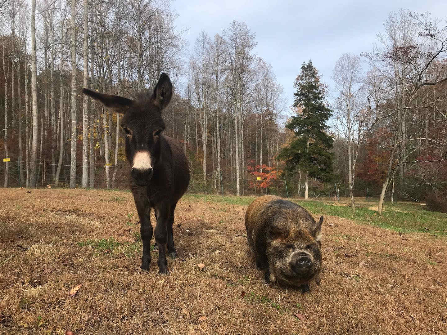 Come meet Buster and George on a farm tour while staying at Butterfly Camp!