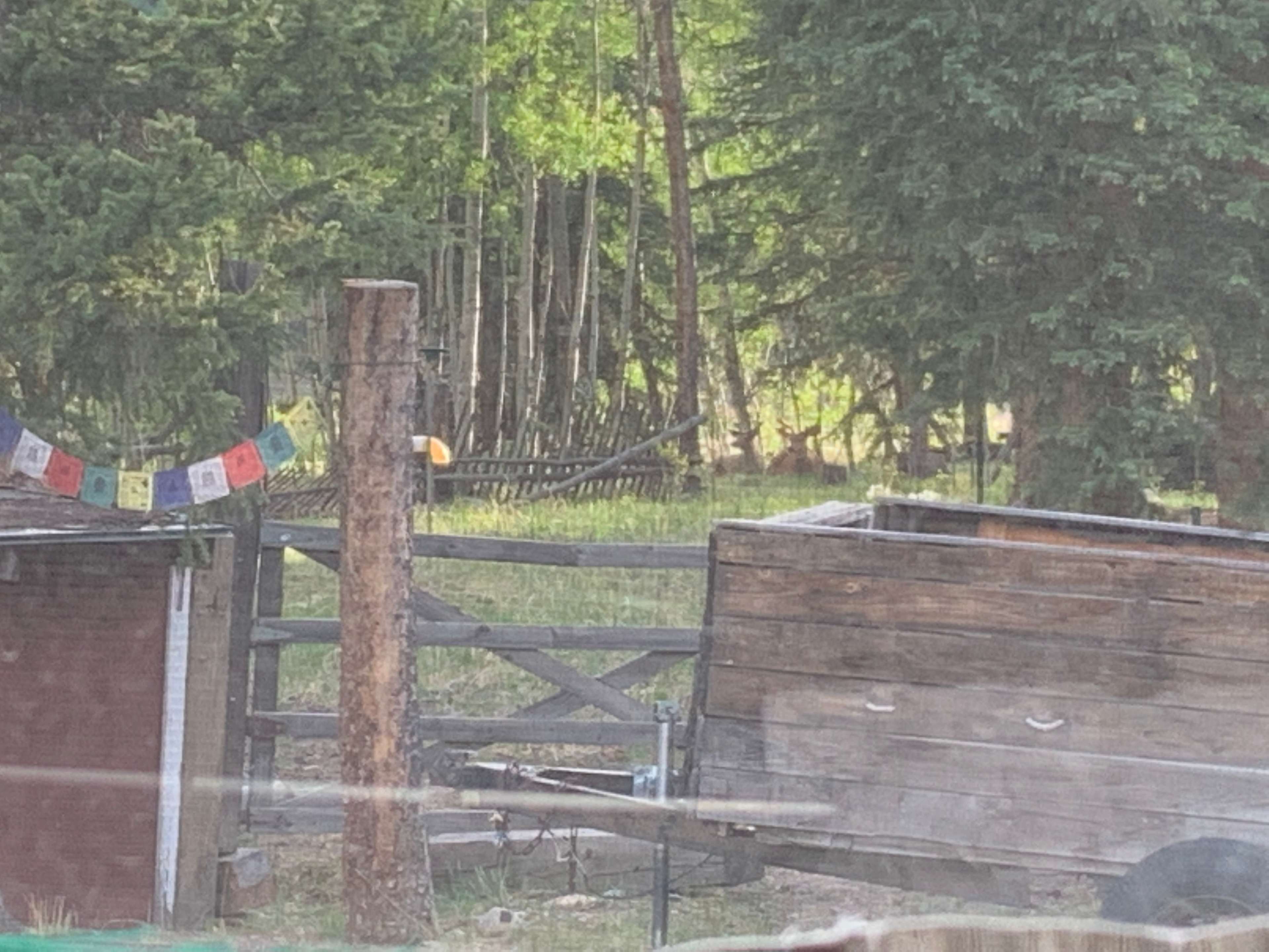 Lodge pole forest