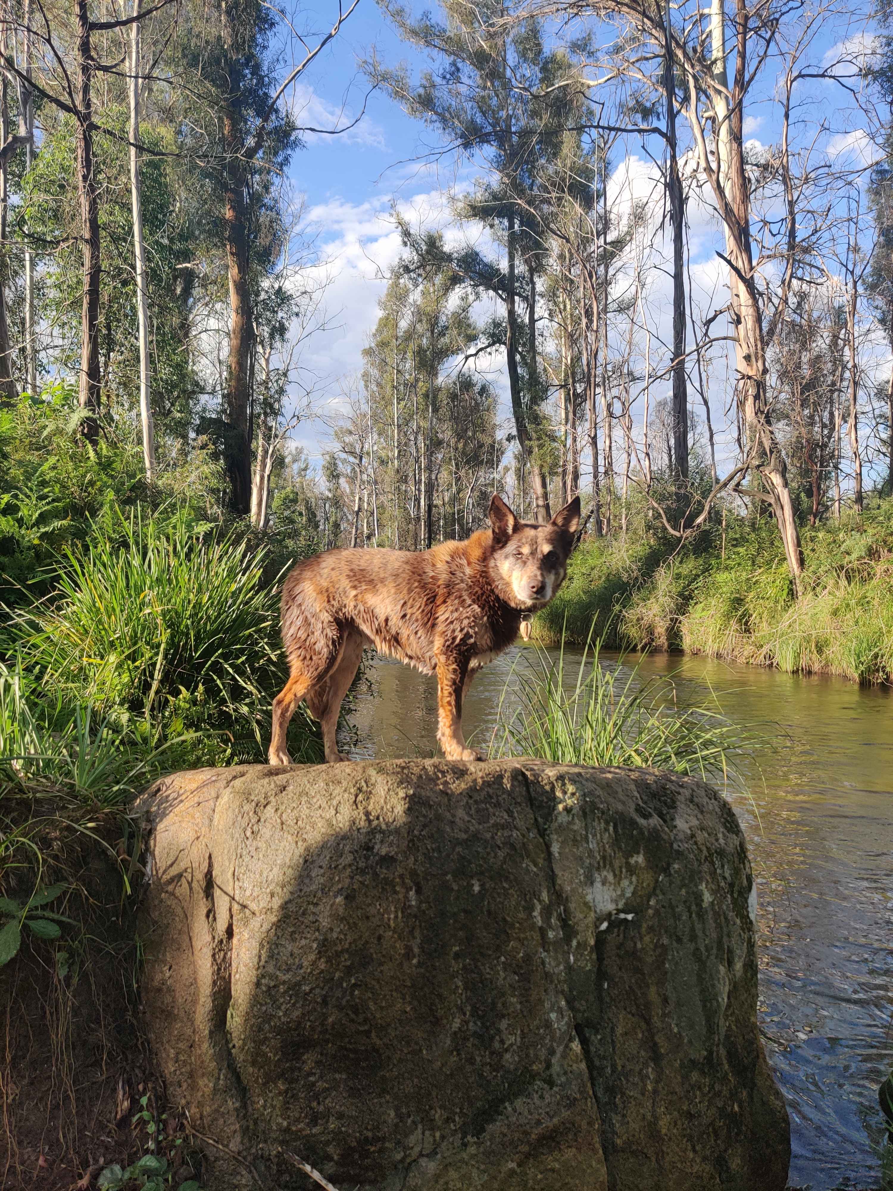 Kanukadale Forest River Retreat