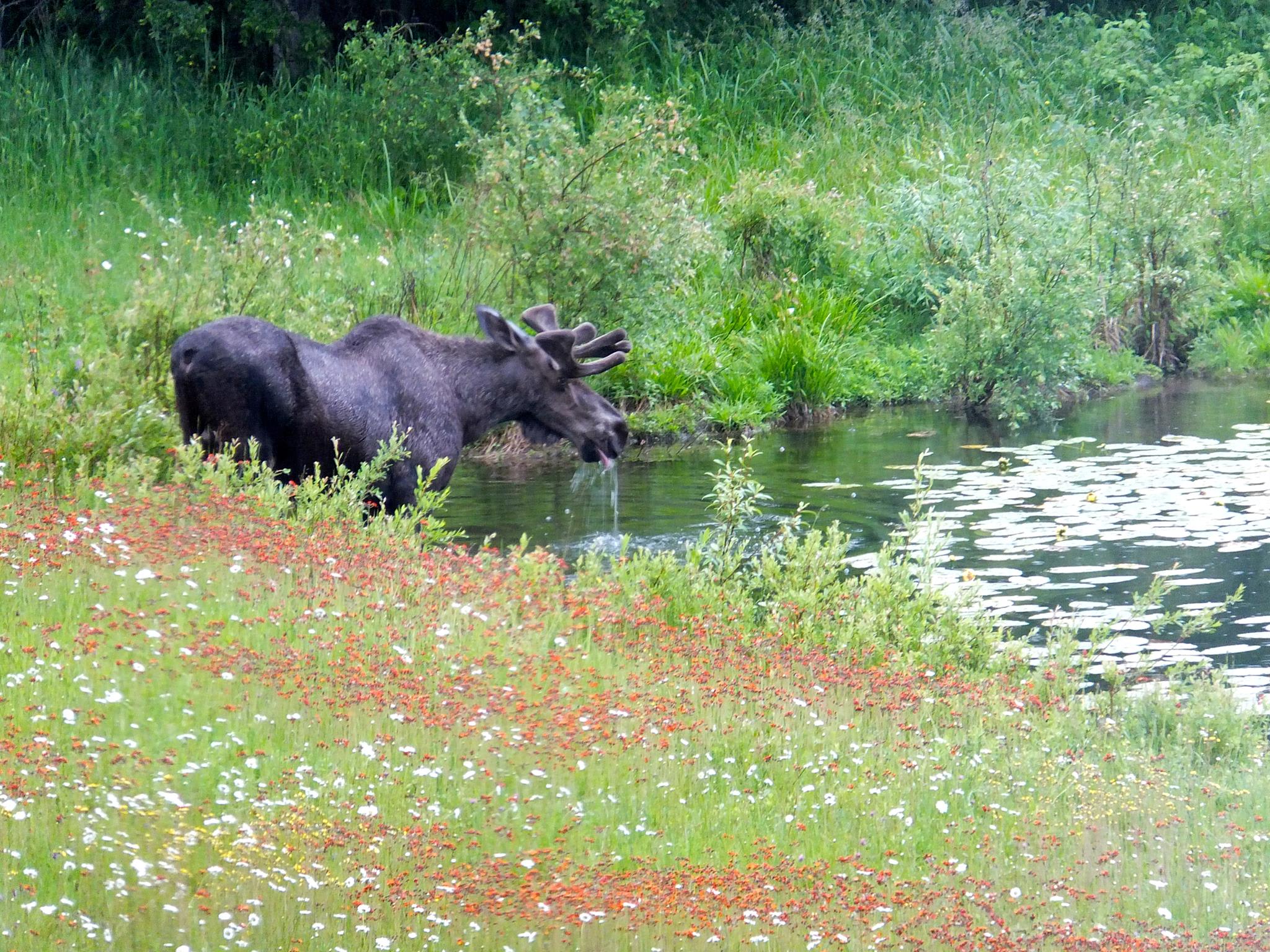 Moose in the small pond near site 16