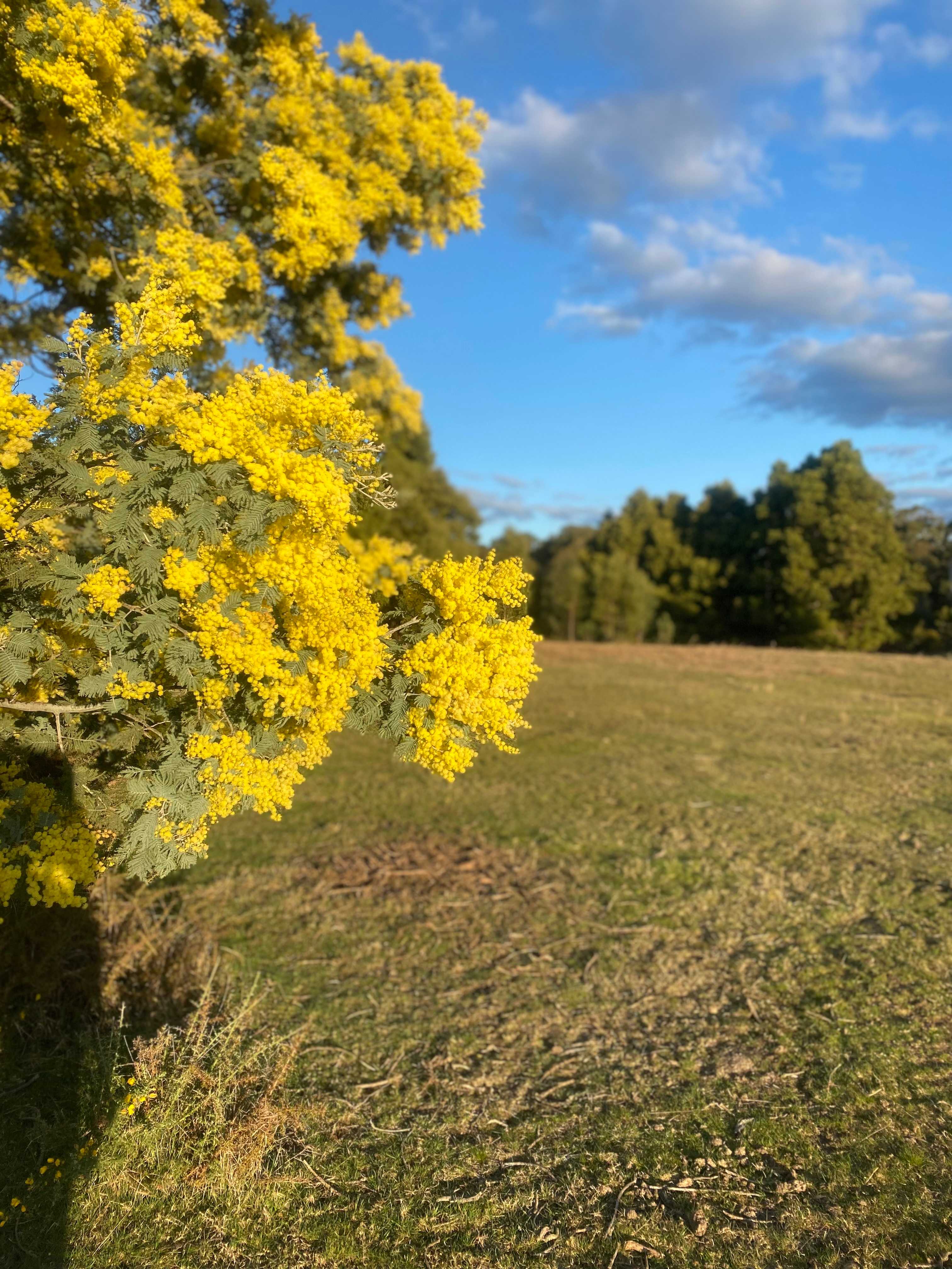 Spring 🌼 