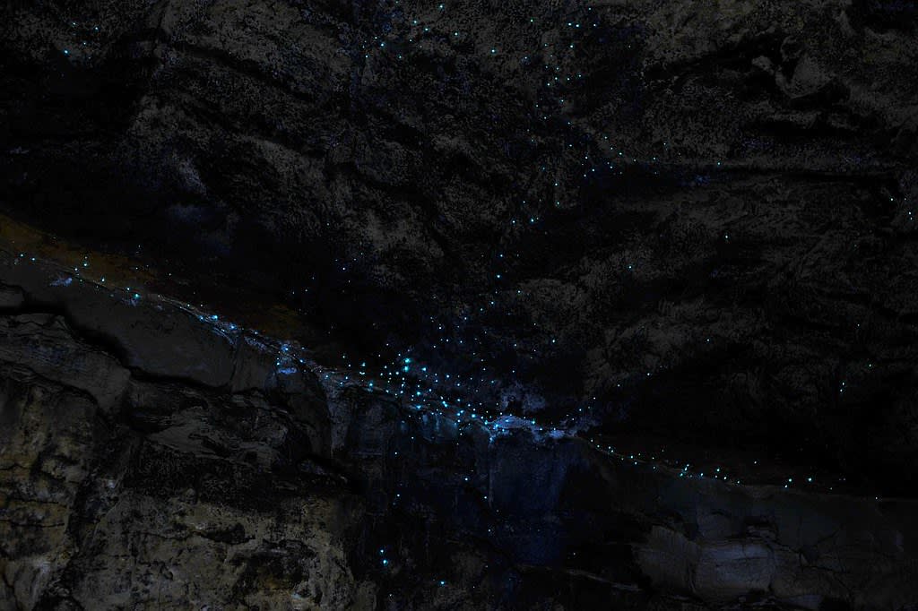 Glow Worm Tunnel