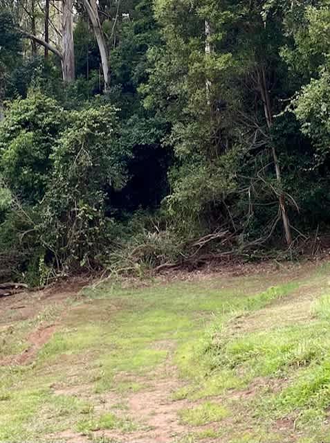 Fern Gully