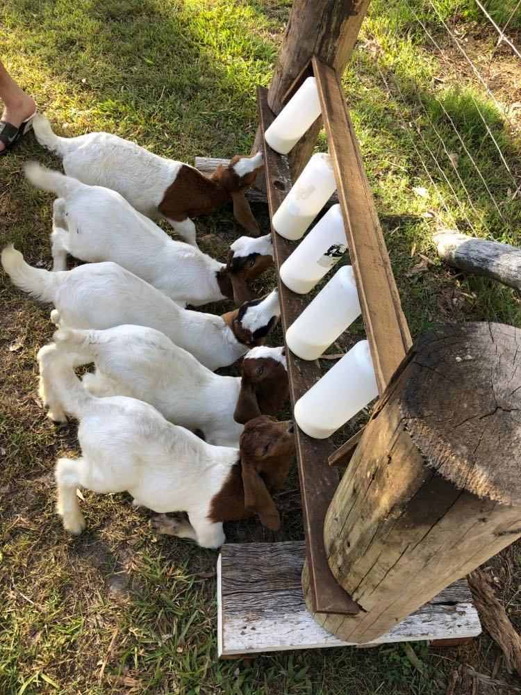 Family Farm
