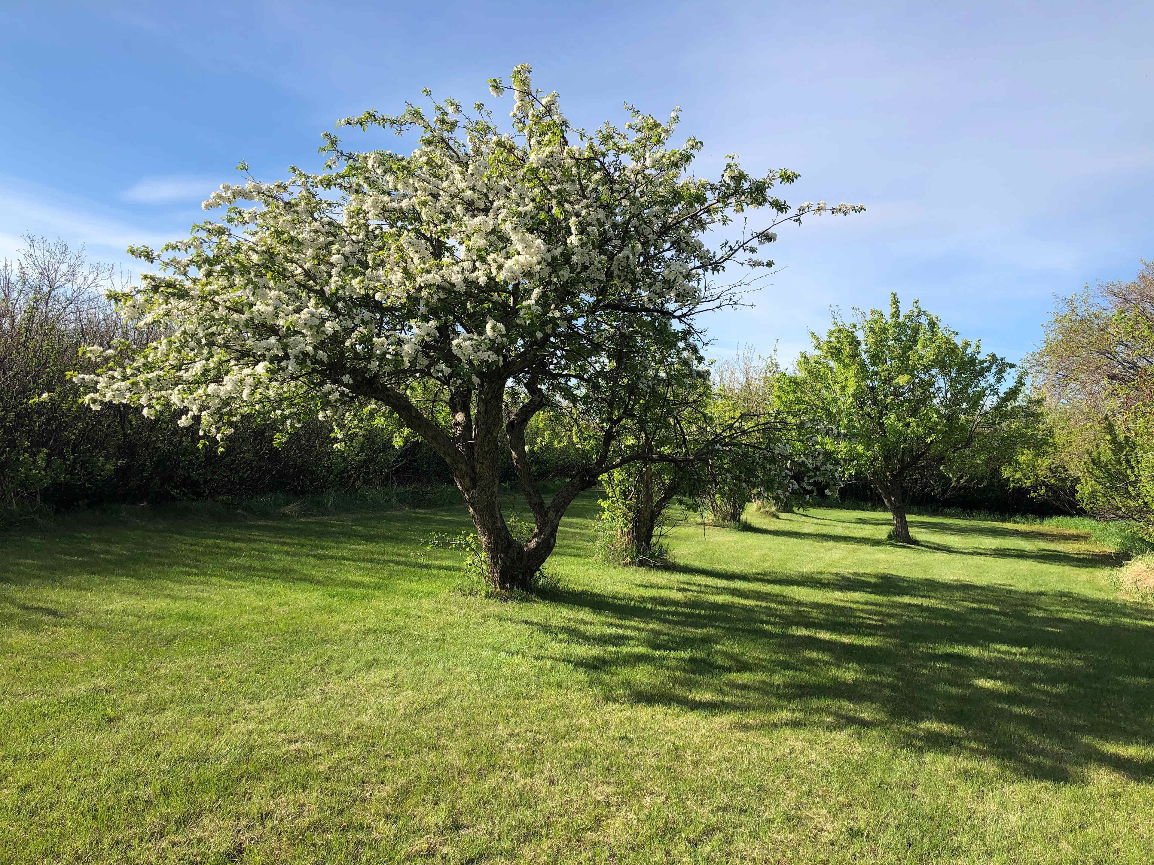 Orchard Tenting 