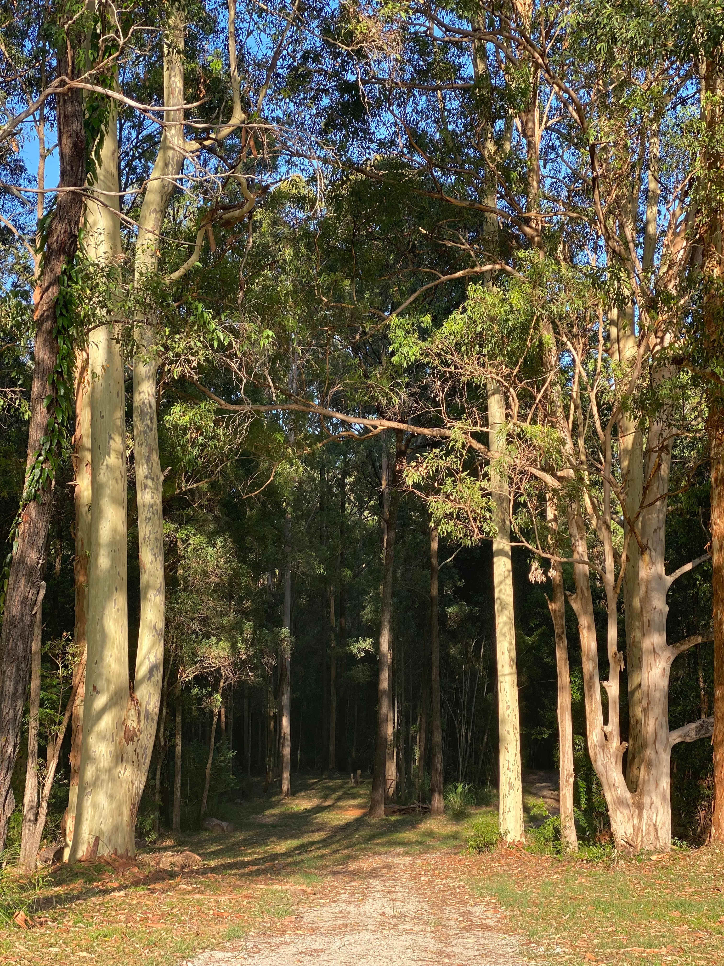 Looking into the forest at sunrise 