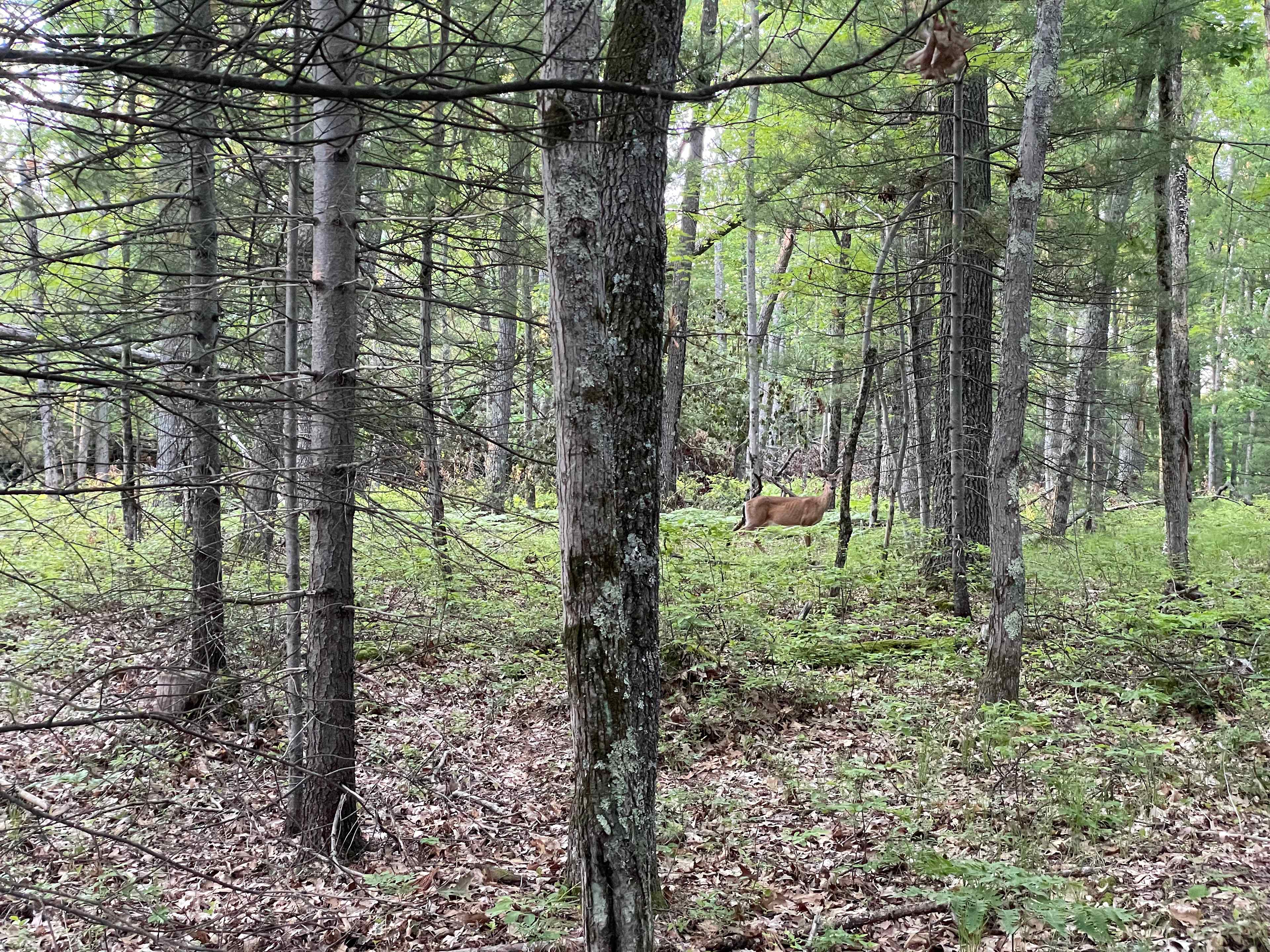 Orchard Lake Ridge Campsite