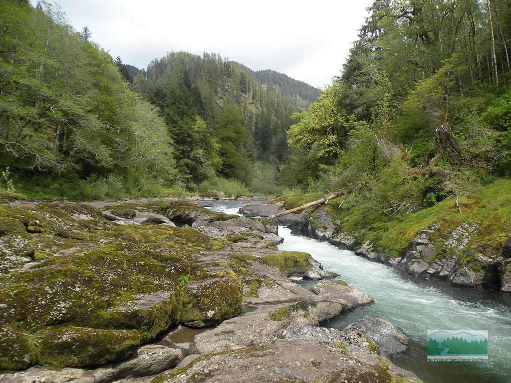 Tillamook State Forest