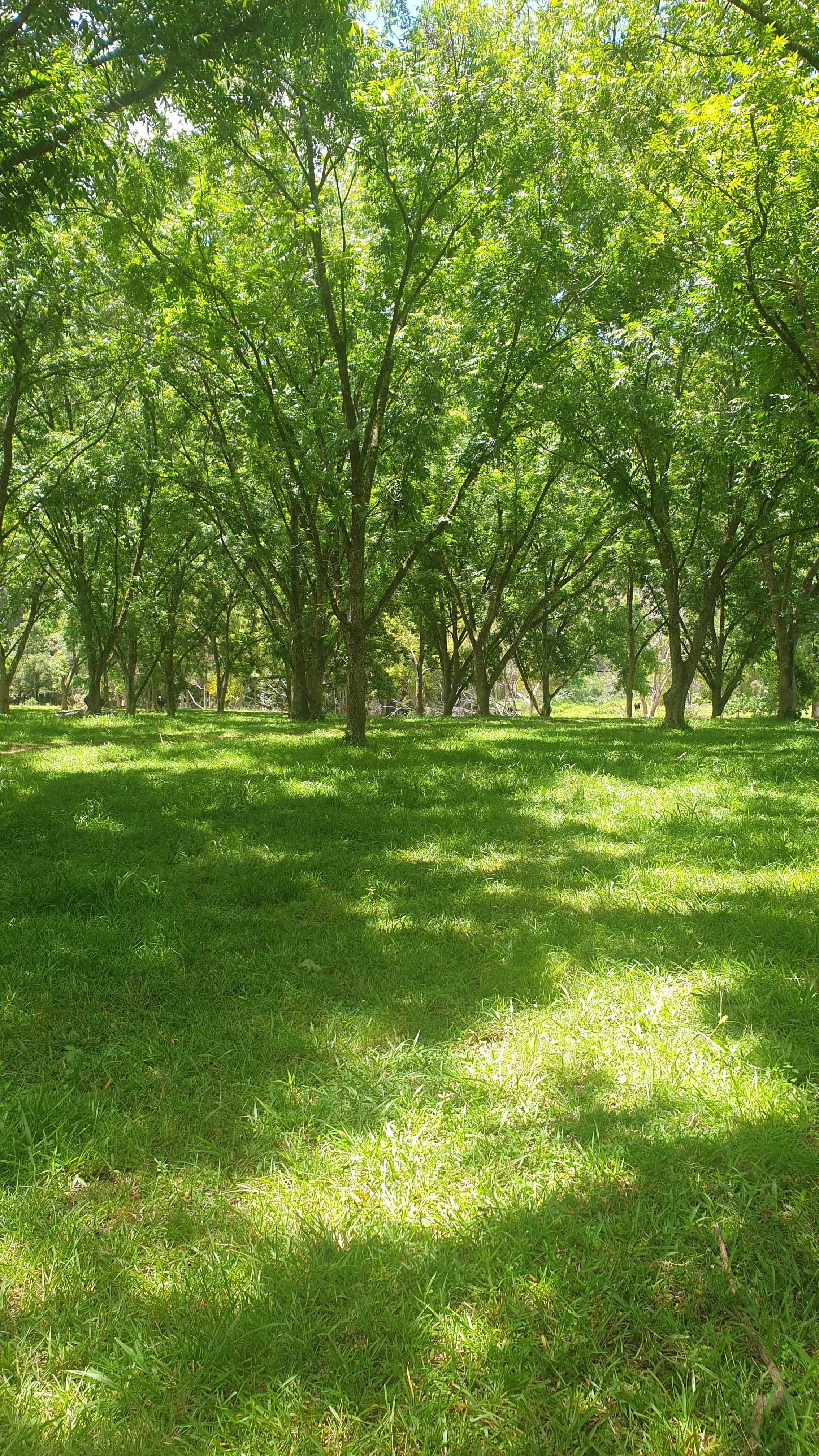 Eagles Nest Hideaway, Pecan Fields