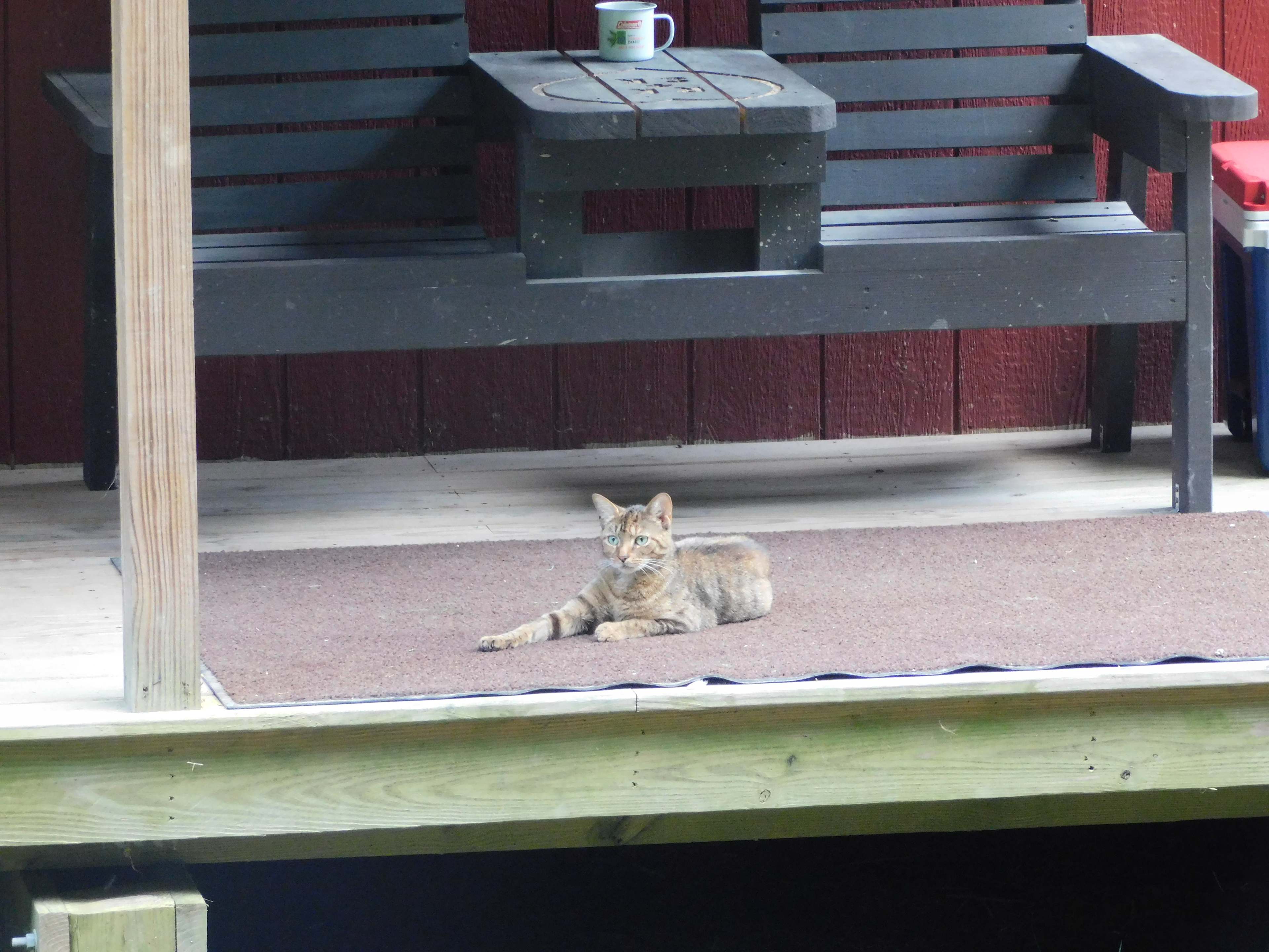 Kitty from the cabin 