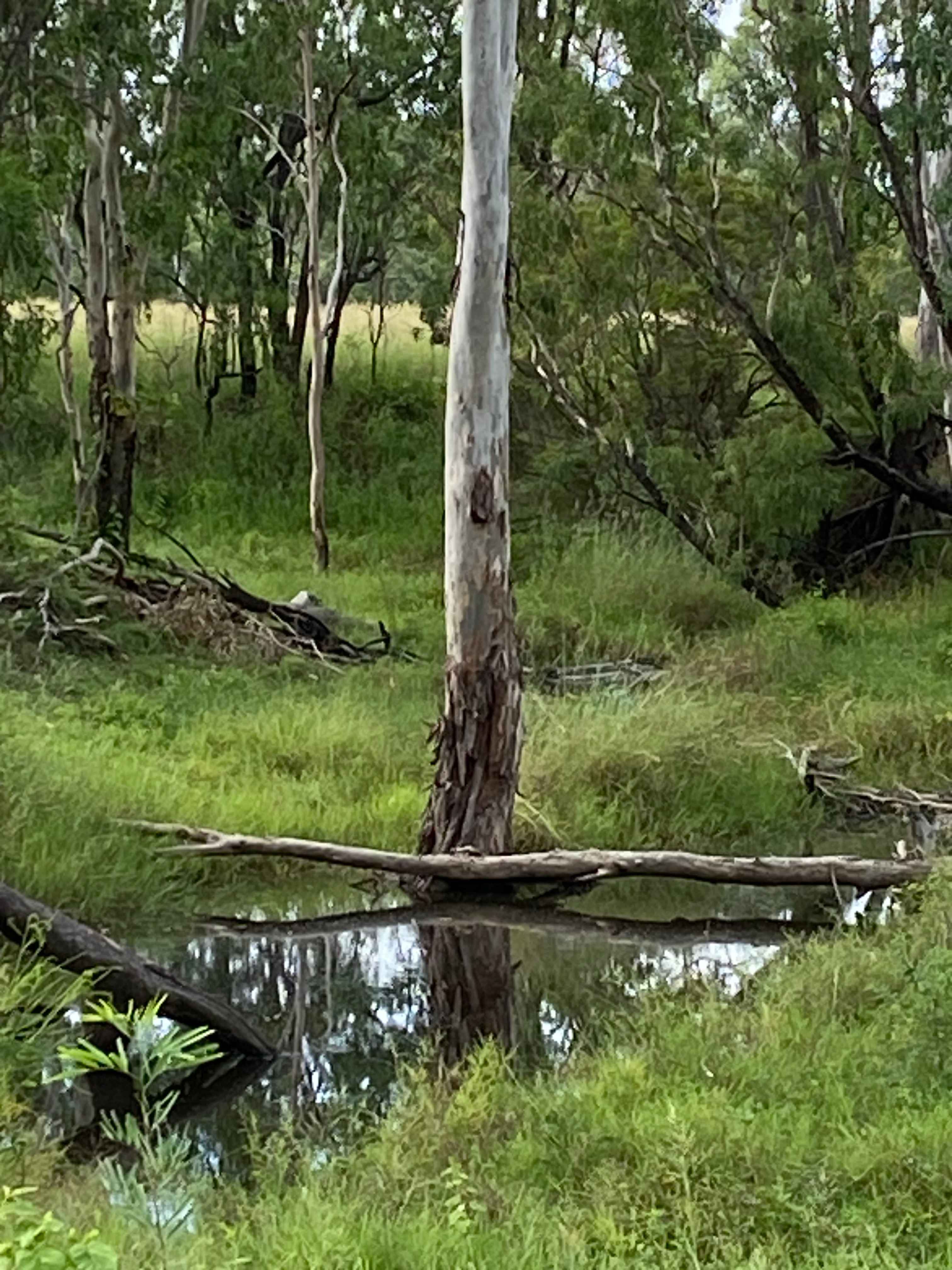 Laurel Bank