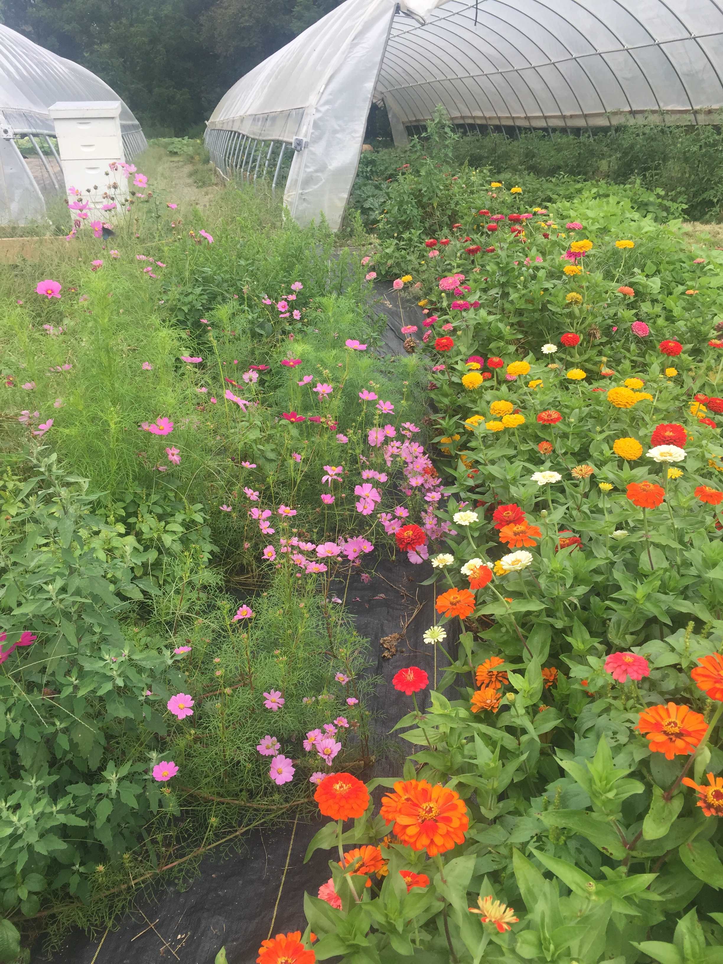 Saco Valley Farm, LLC