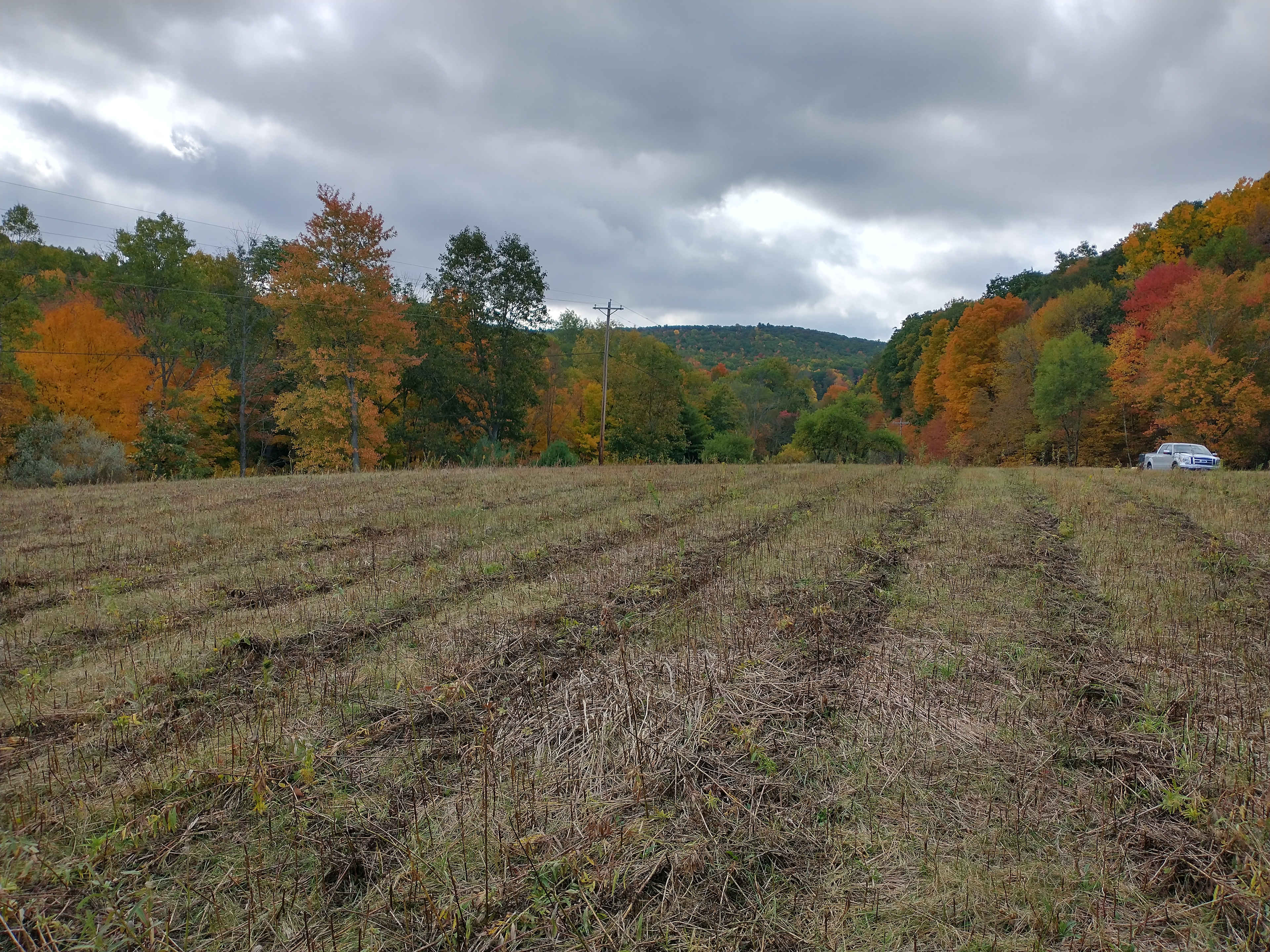 Fall colors on property