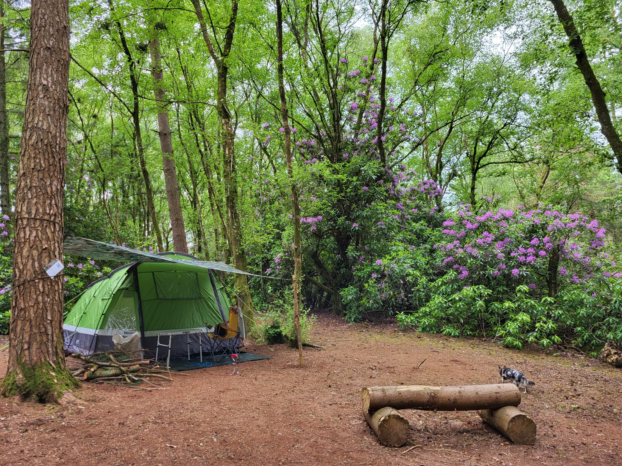 Southover Woods and Camping