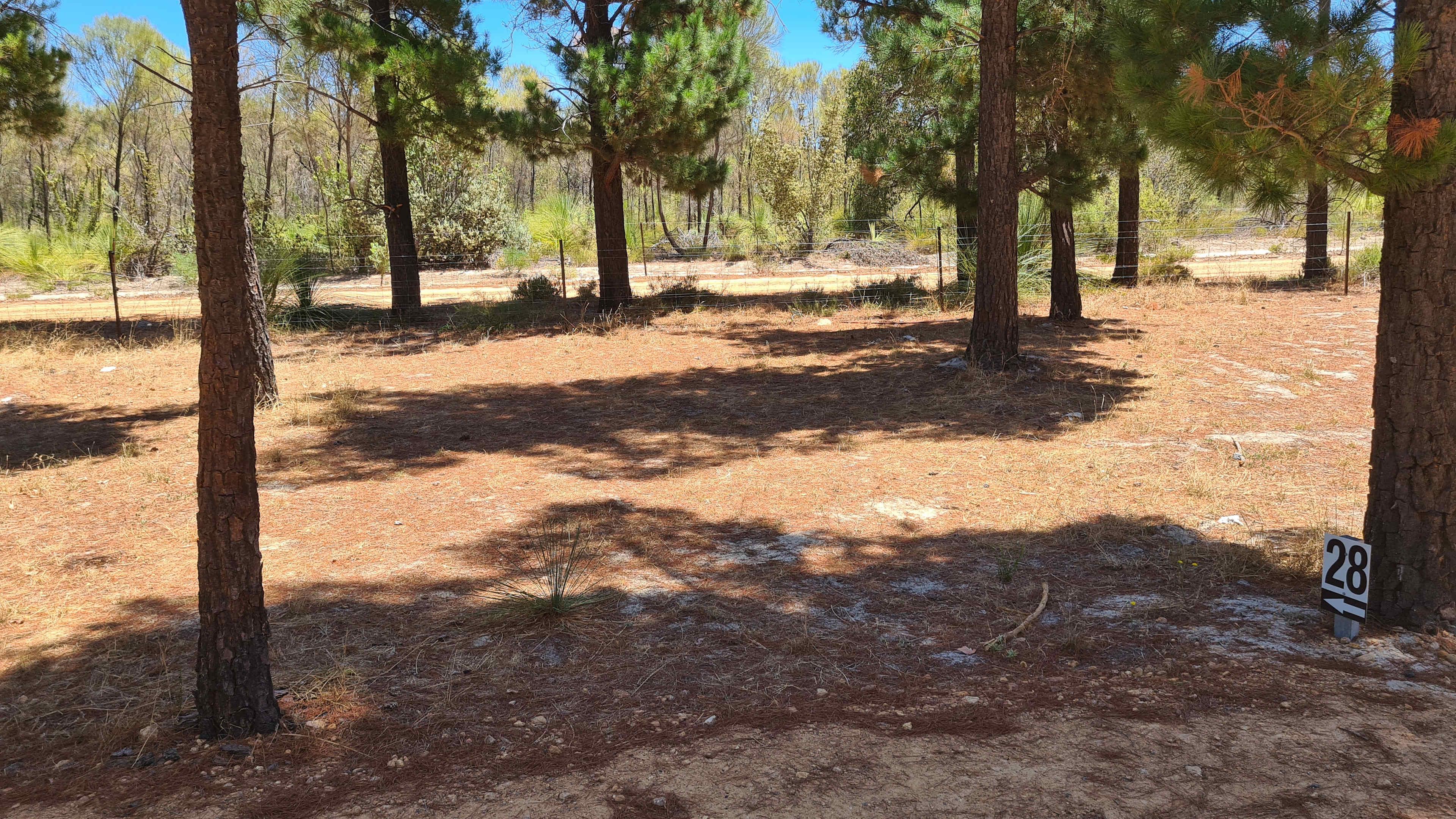 Little Eeden Farm Pine Camp
