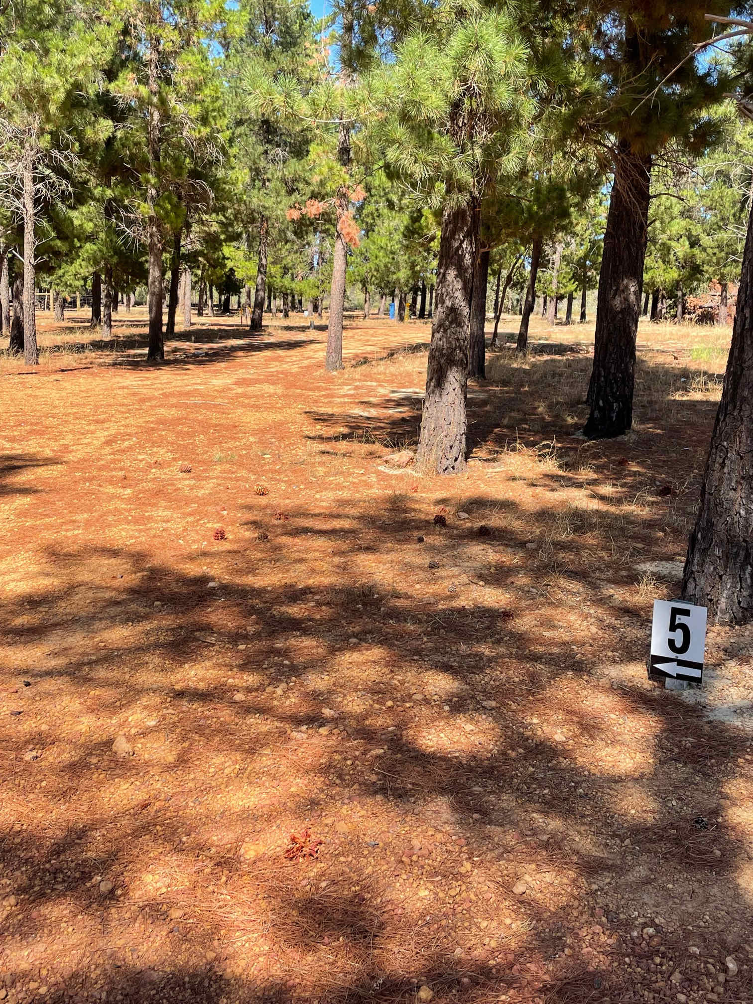 Little Eeden Farm Pine Camp