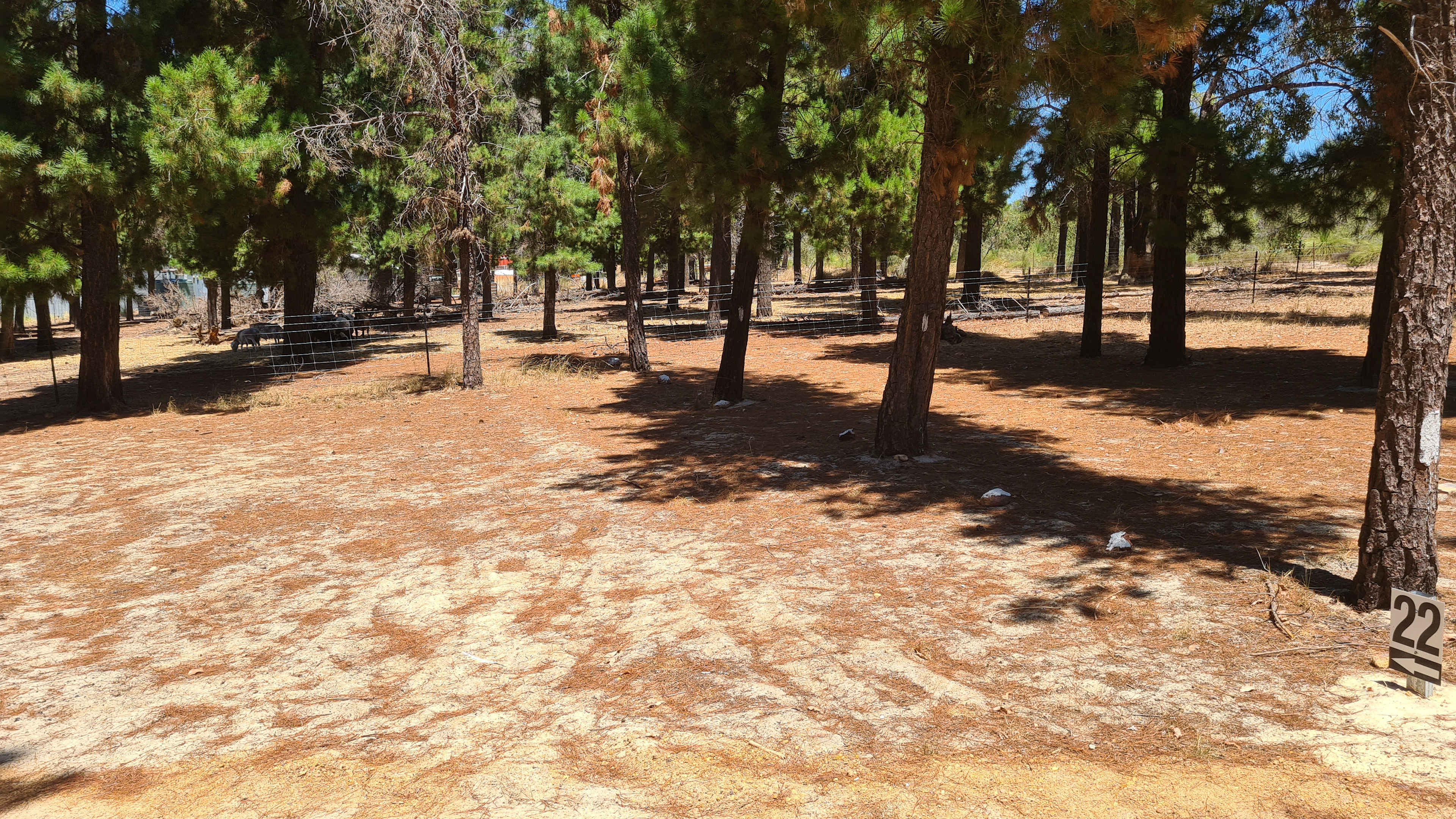 Little Eeden Farm Pine Camp